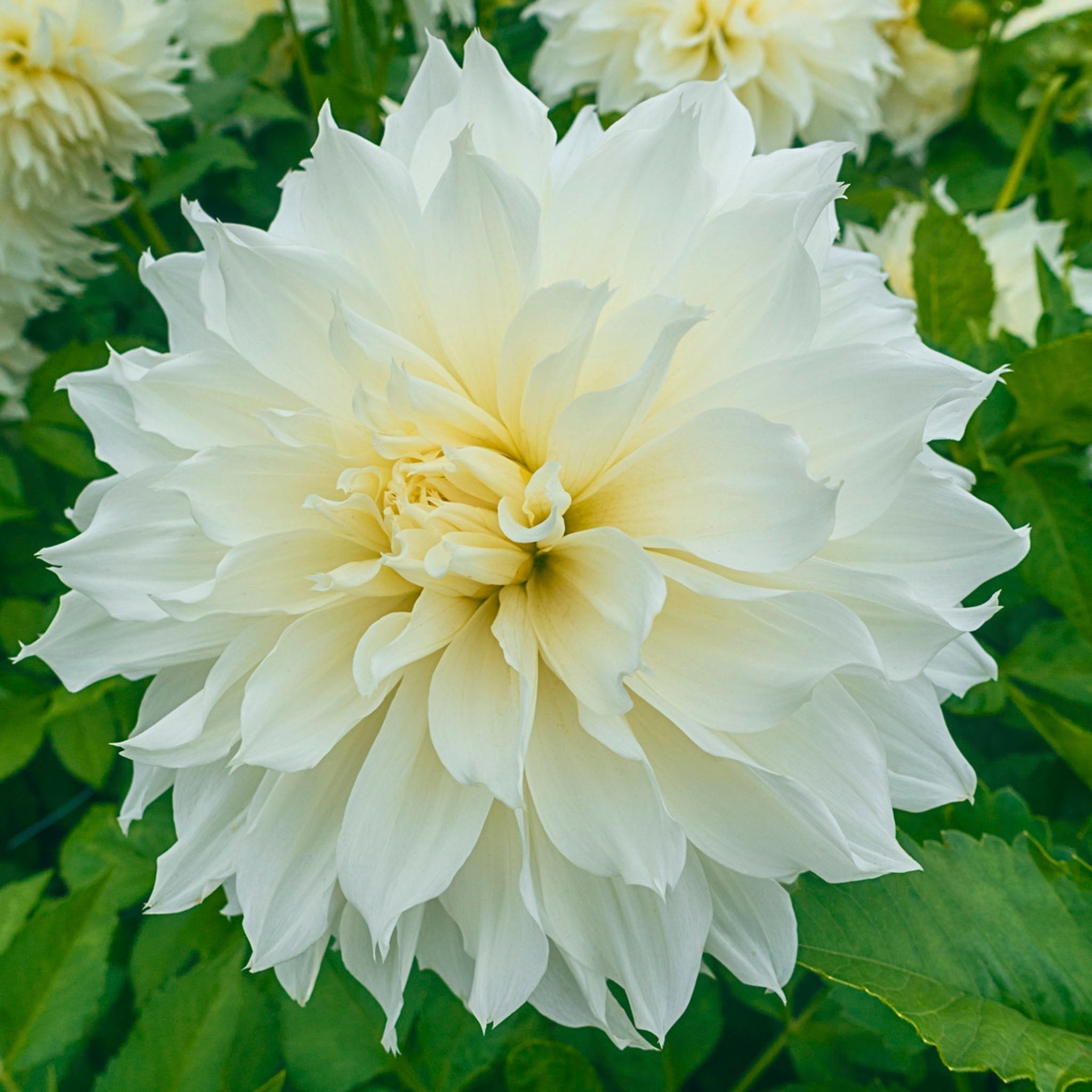 Fleurel® Yıldız Çiçeği (Dahlia)