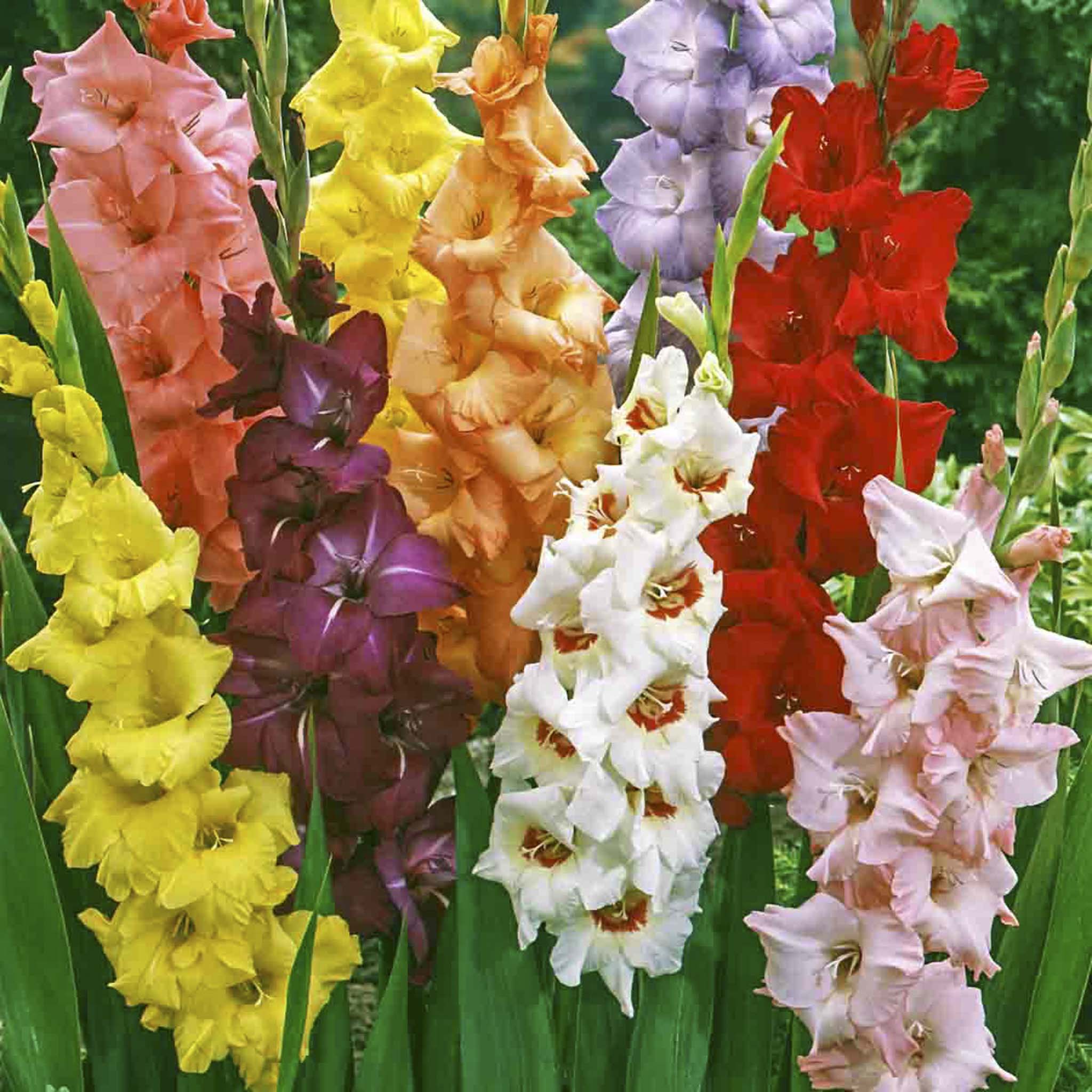 Hibrit Gladiolus (Glayöl) Soğan Karışımı