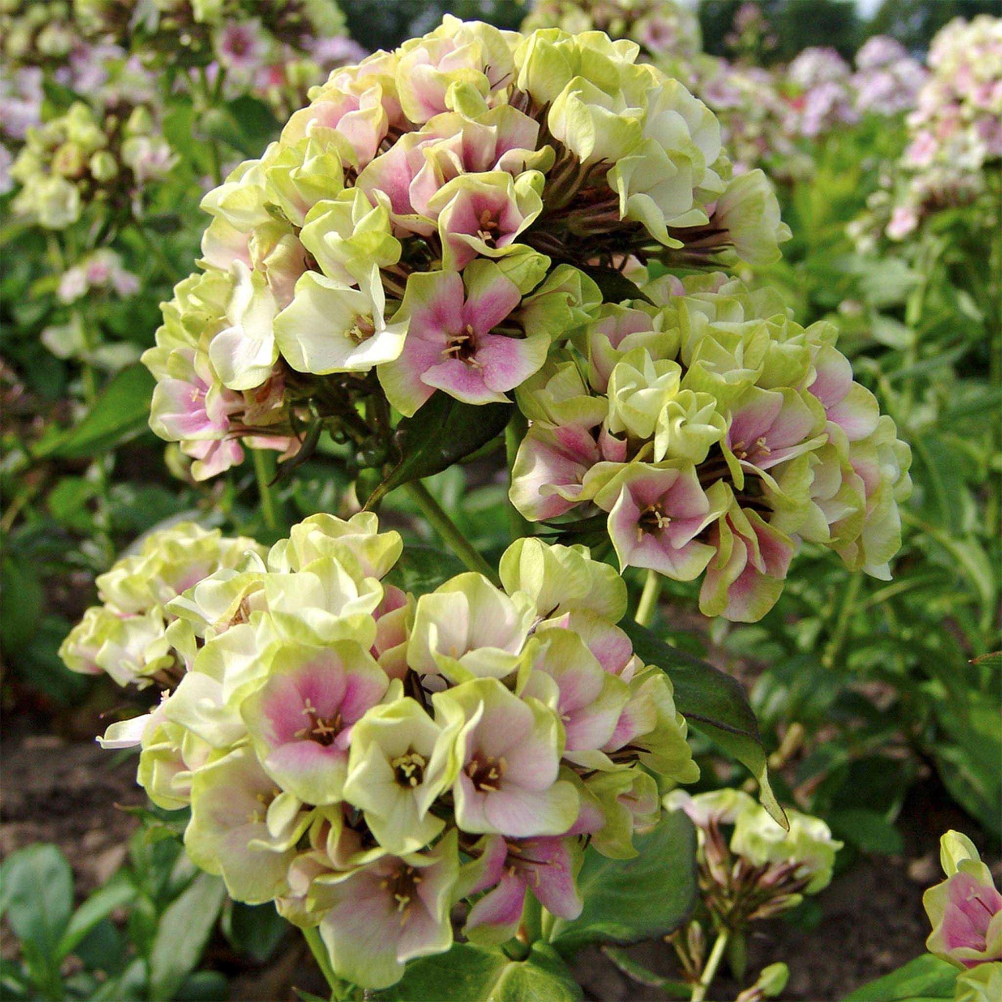 Crème de la Crème Dayanıklı Uzun Floks (Phlox)