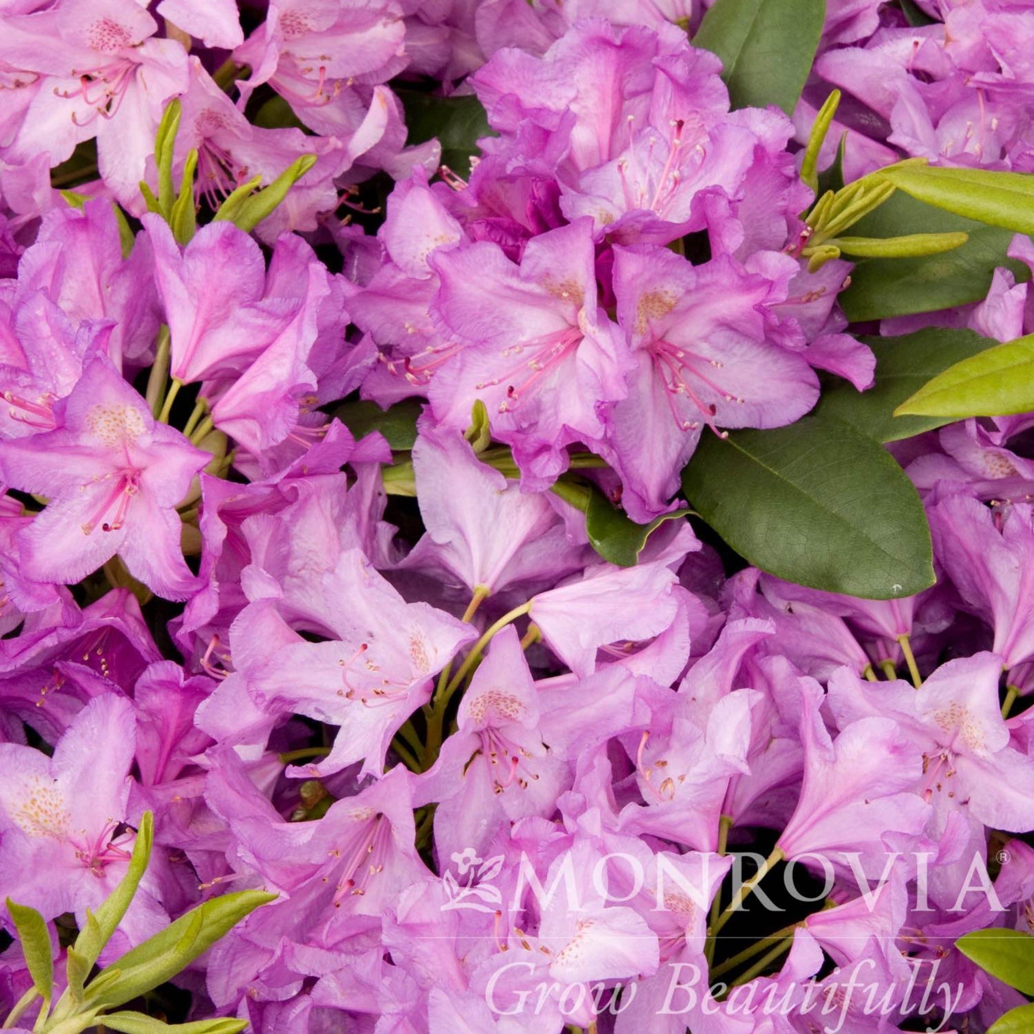 Boursault Catawba Ormangülü (Rhododendron)