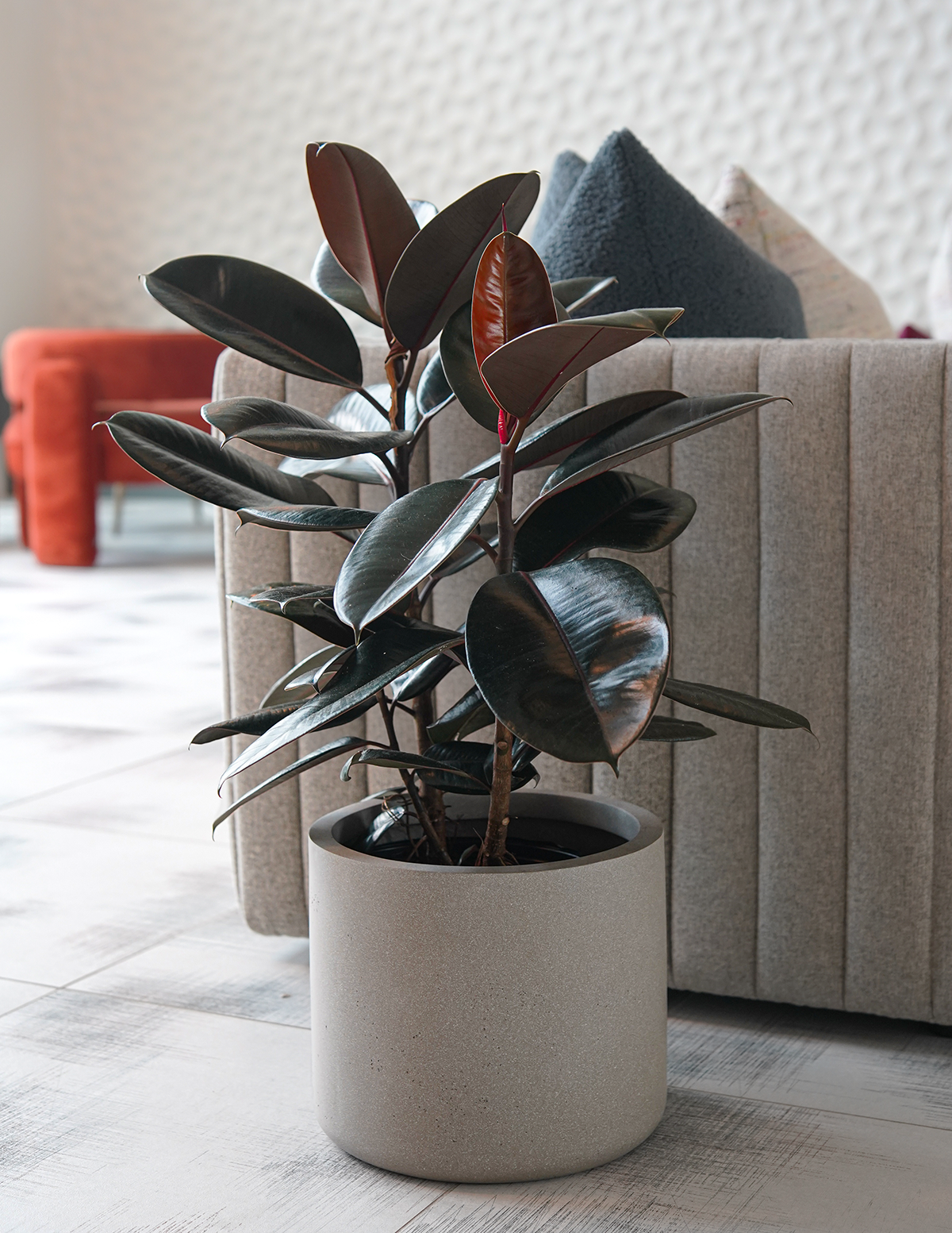 Ficus Burgundy Kauçuk Bitkisi