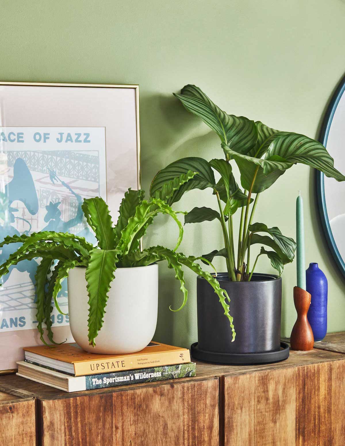 Kuş Yuvası Eğrelti Otu (Bird's Nest Fern)