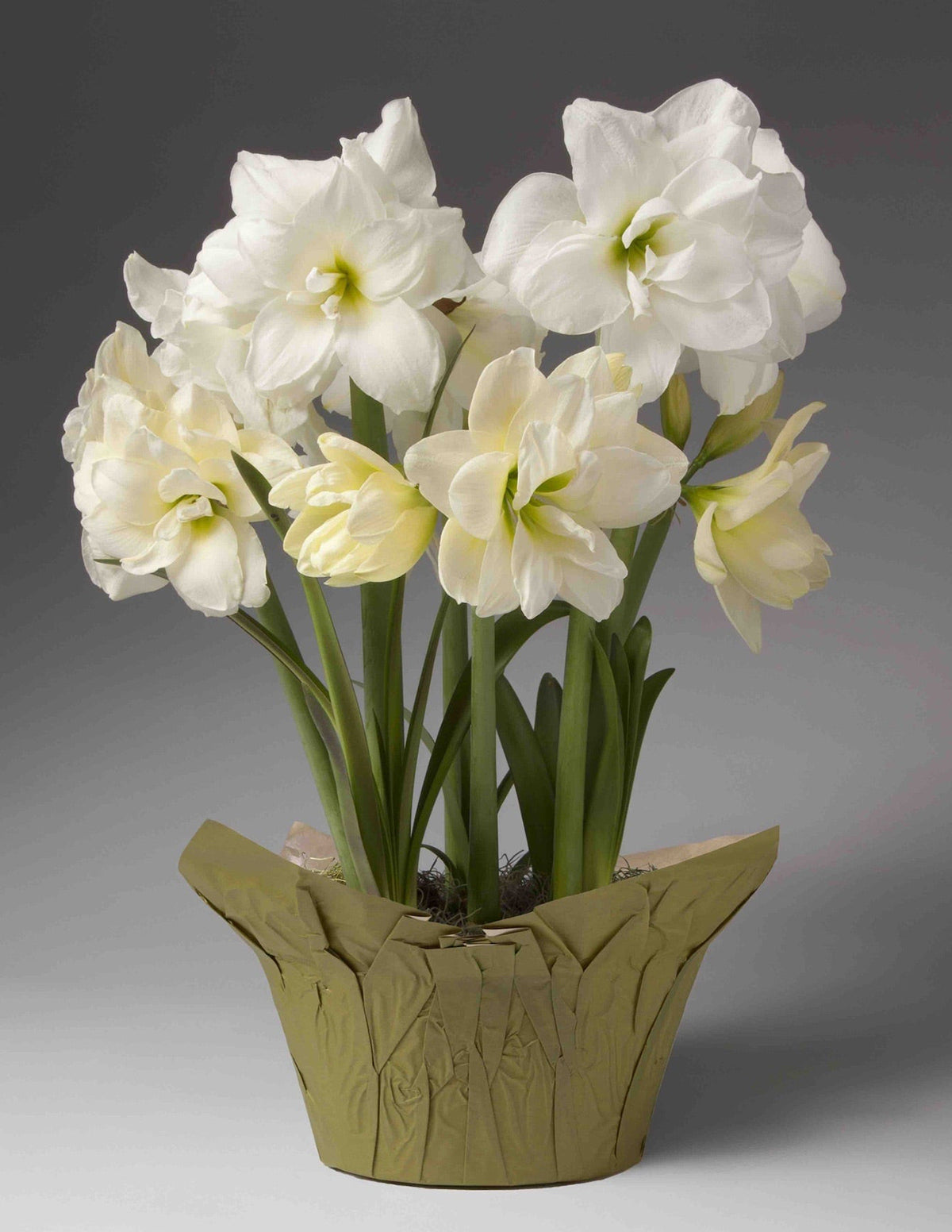 Yılbaşı Özel Amaryllis