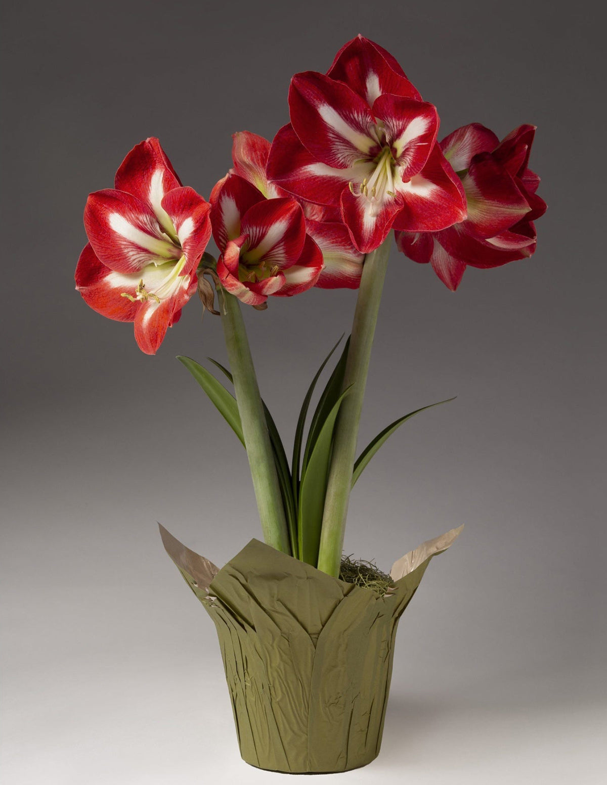 Yılbaşı Özel Amaryllis