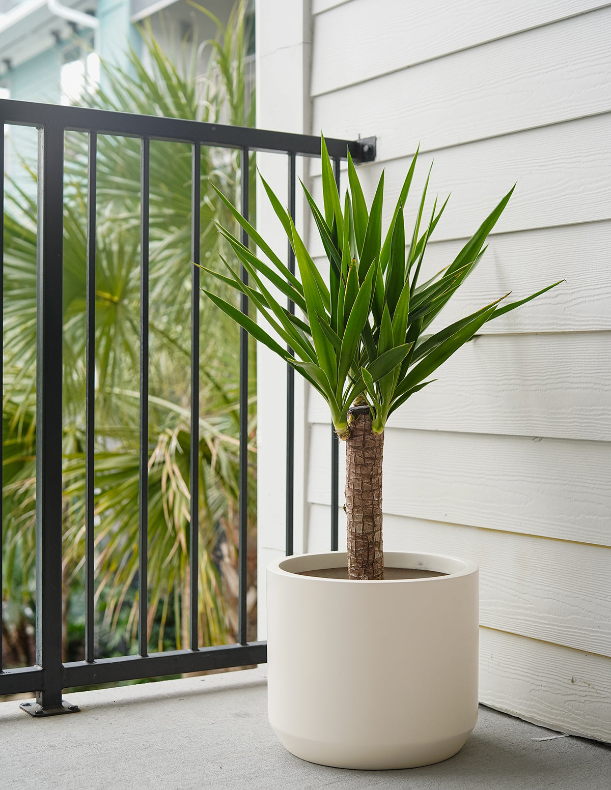 Yucca Bitkisi (Tek Gövdeli)
