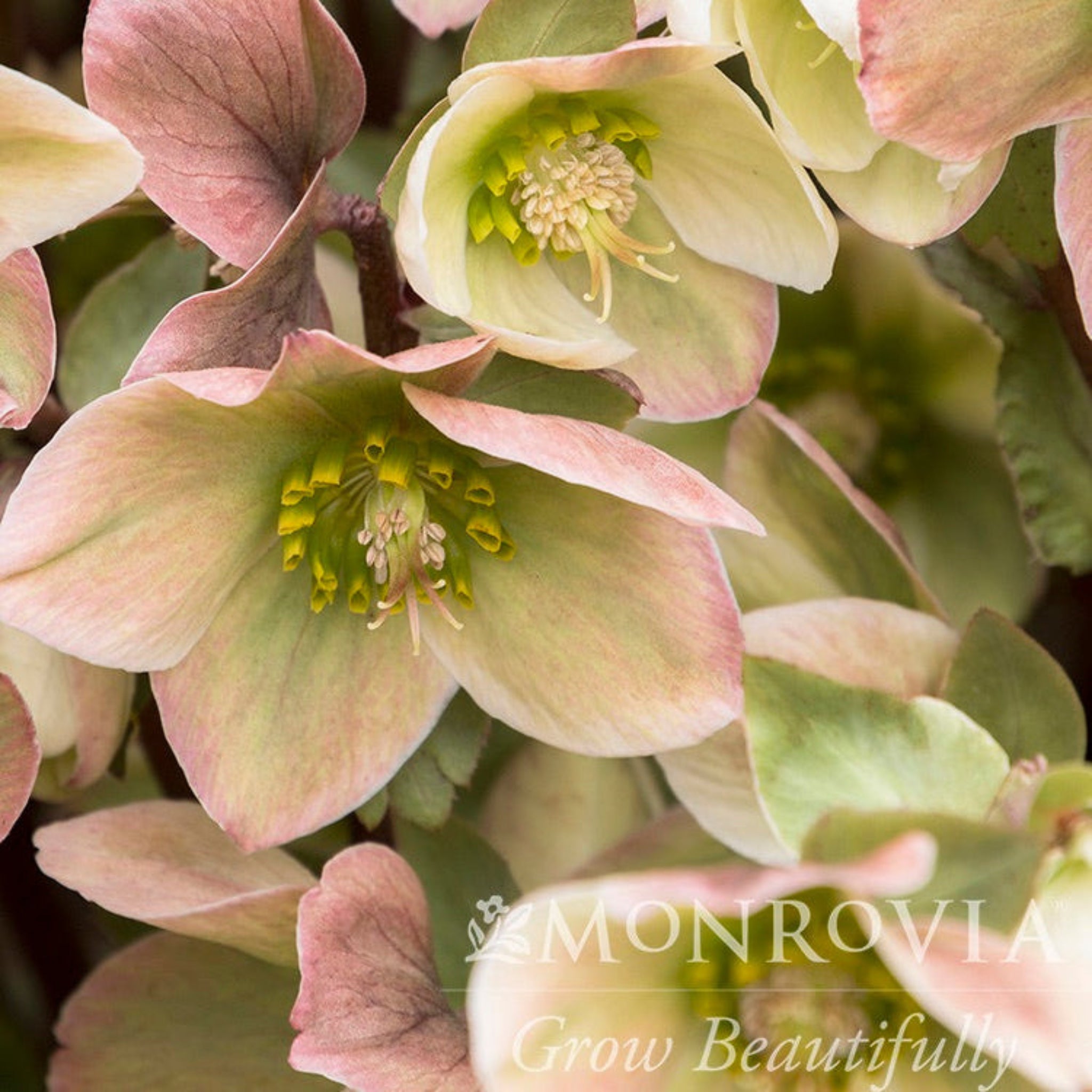 Ivory Prince Hellebore (Noel Gülü)