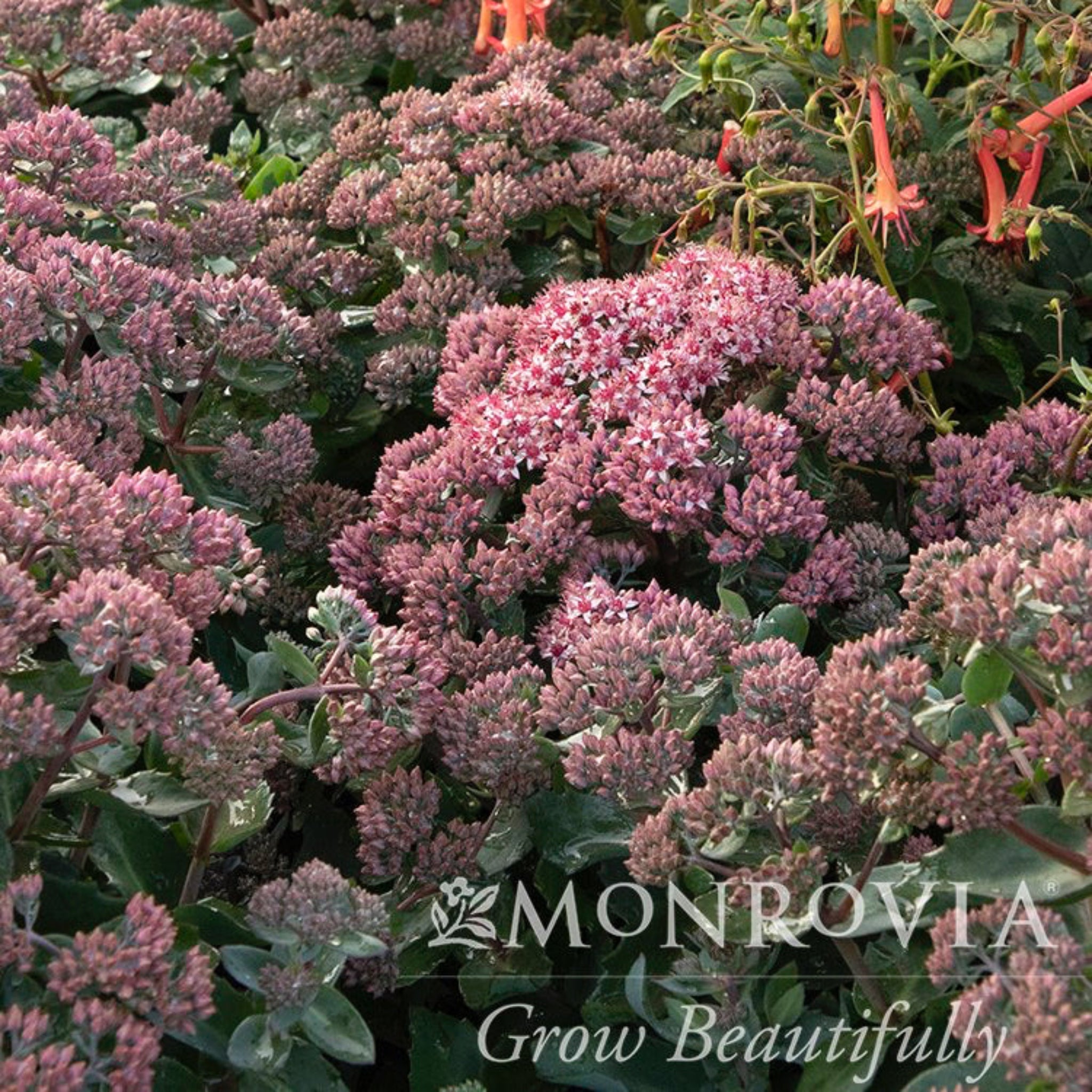Evolution™ Emerald Ice Damkoruğu (Sedum)
