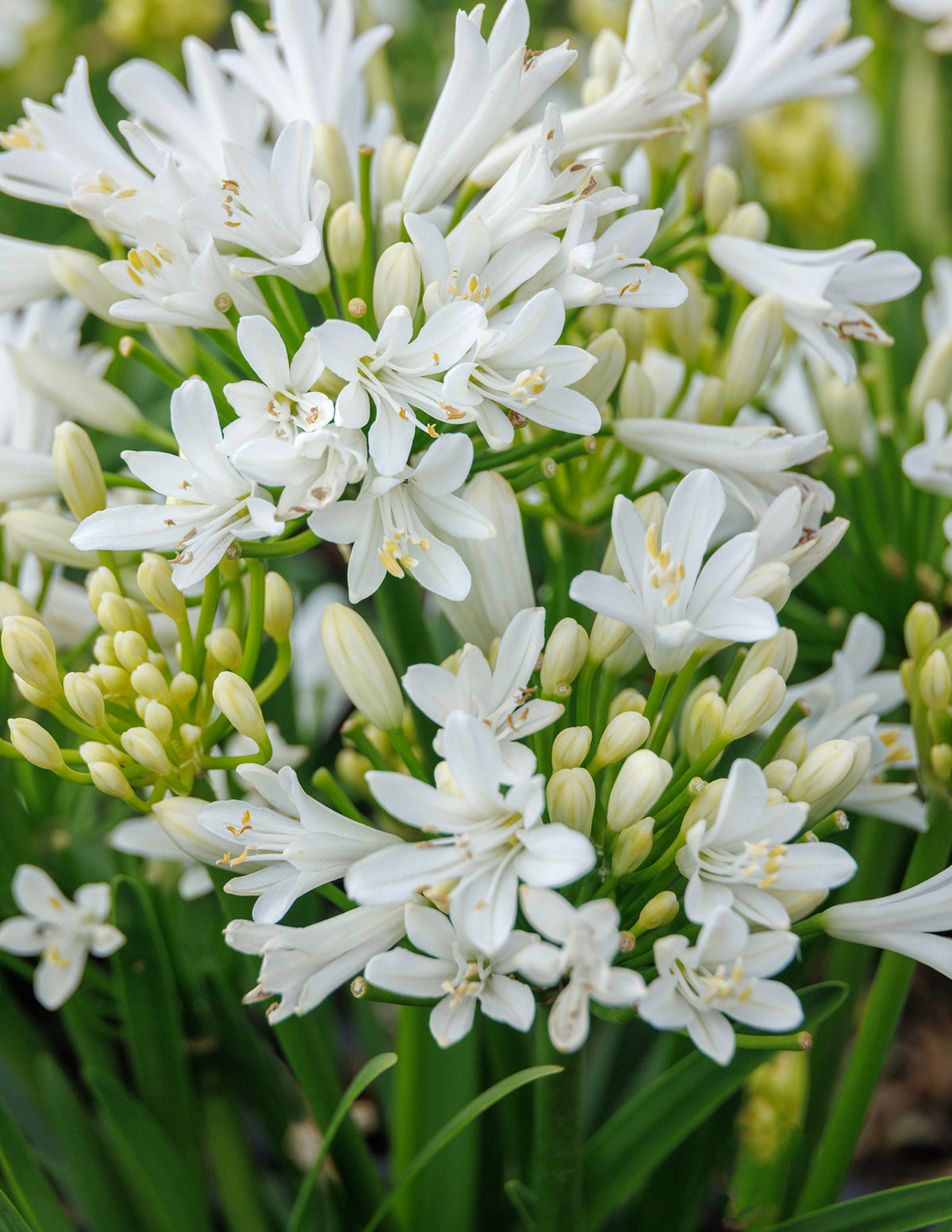 Bridal Veil® Agapanthus (Afrika Zambağı)