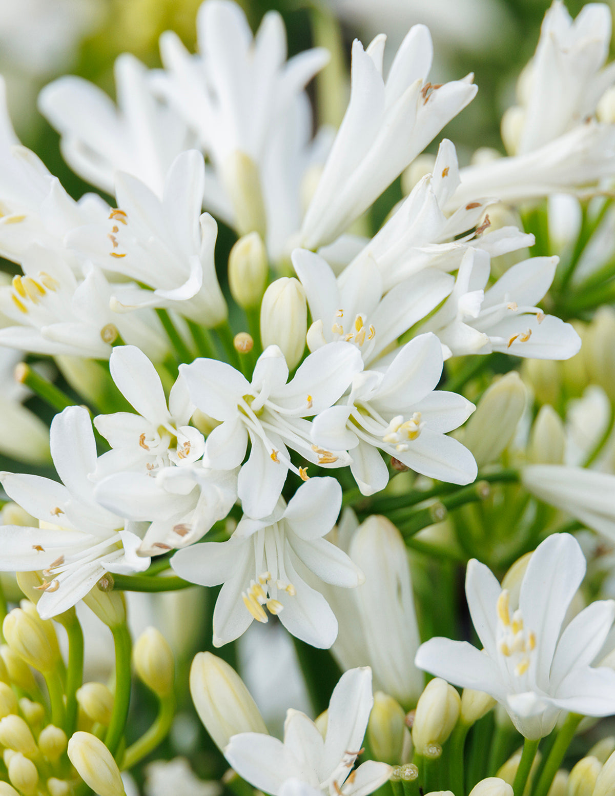 Bridal Veil® Agapanthus (Afrika Zambağı)