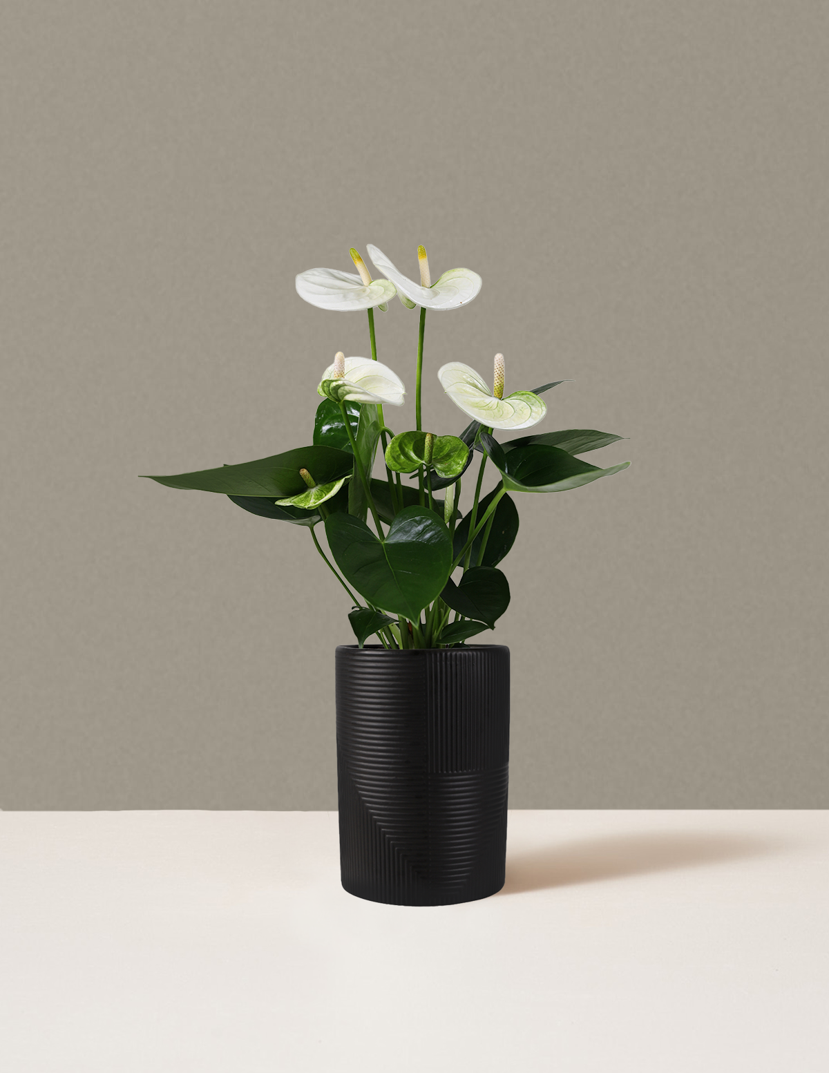 Beyaz Anthurium