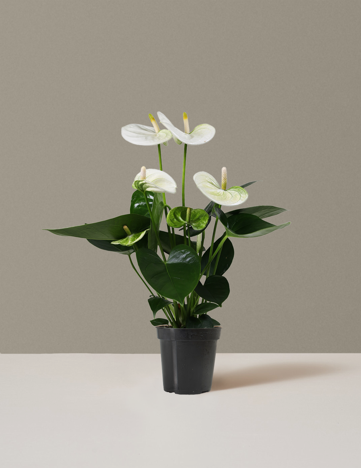 Beyaz Anthurium