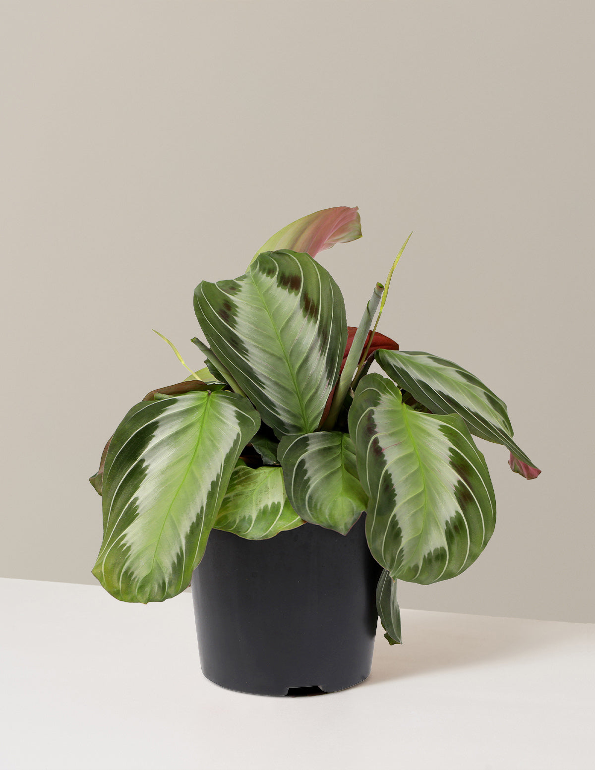 Maranta Silver