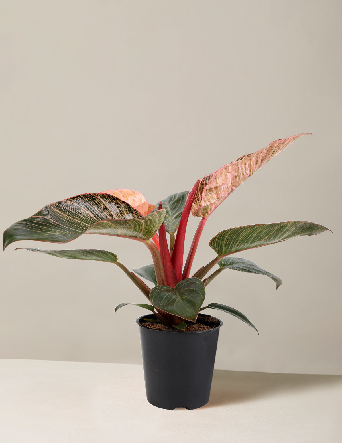 Philodendron Pink Bikini