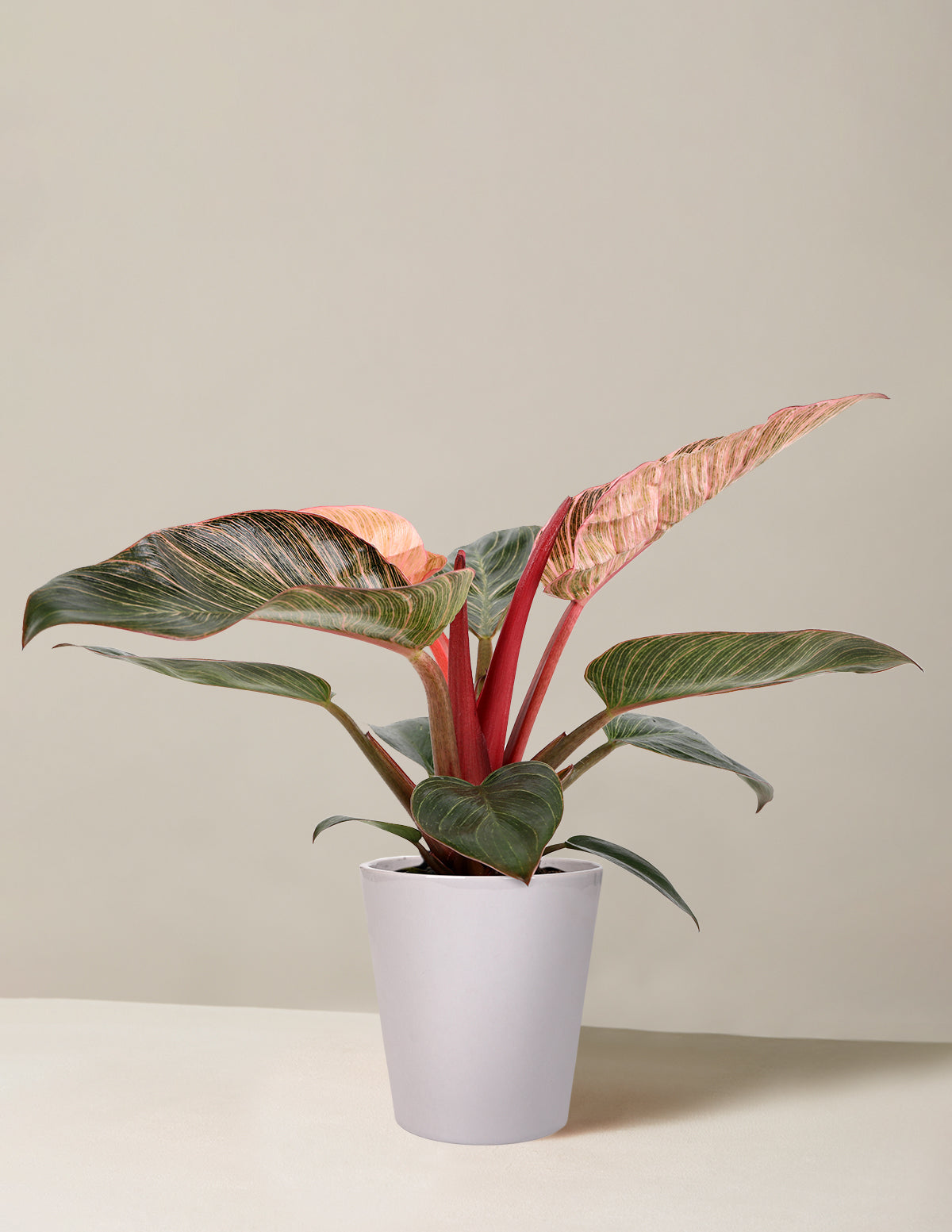 Philodendron Pink Bikini