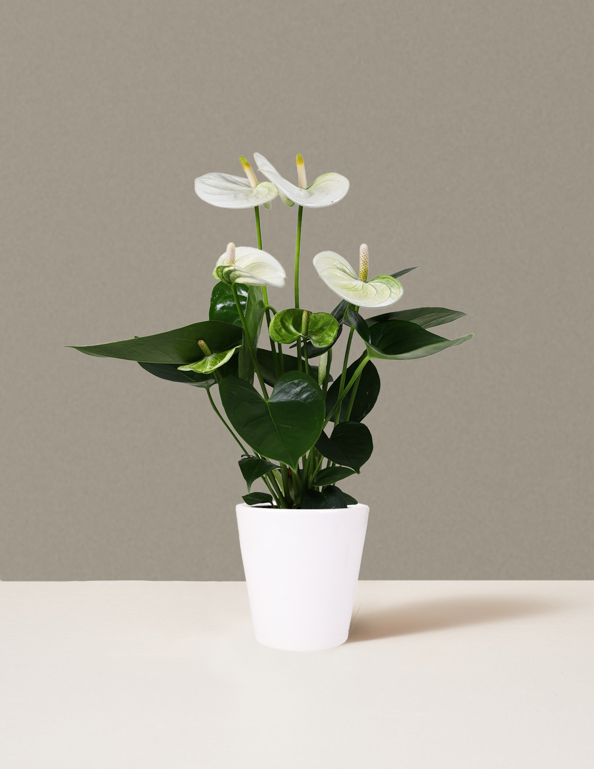 Beyaz Anthurium