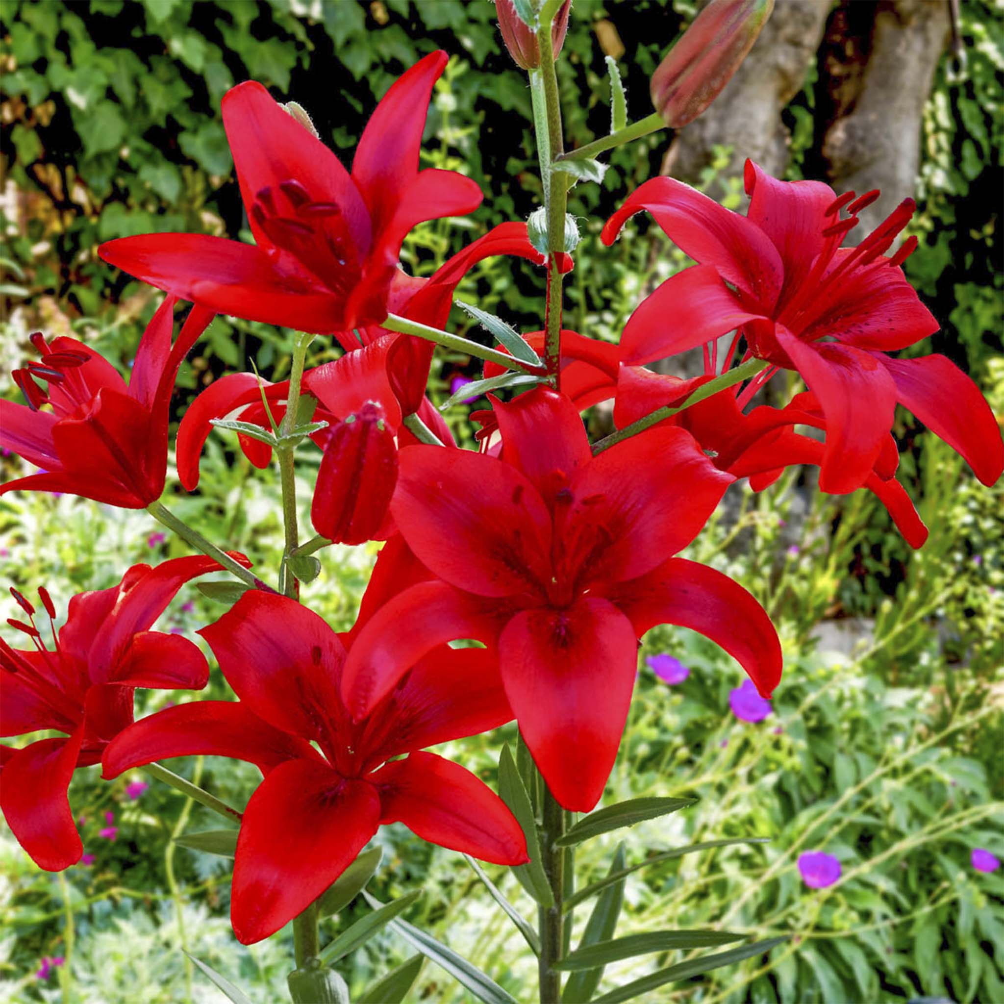 Red Highland Asya Zambağı Soğanları