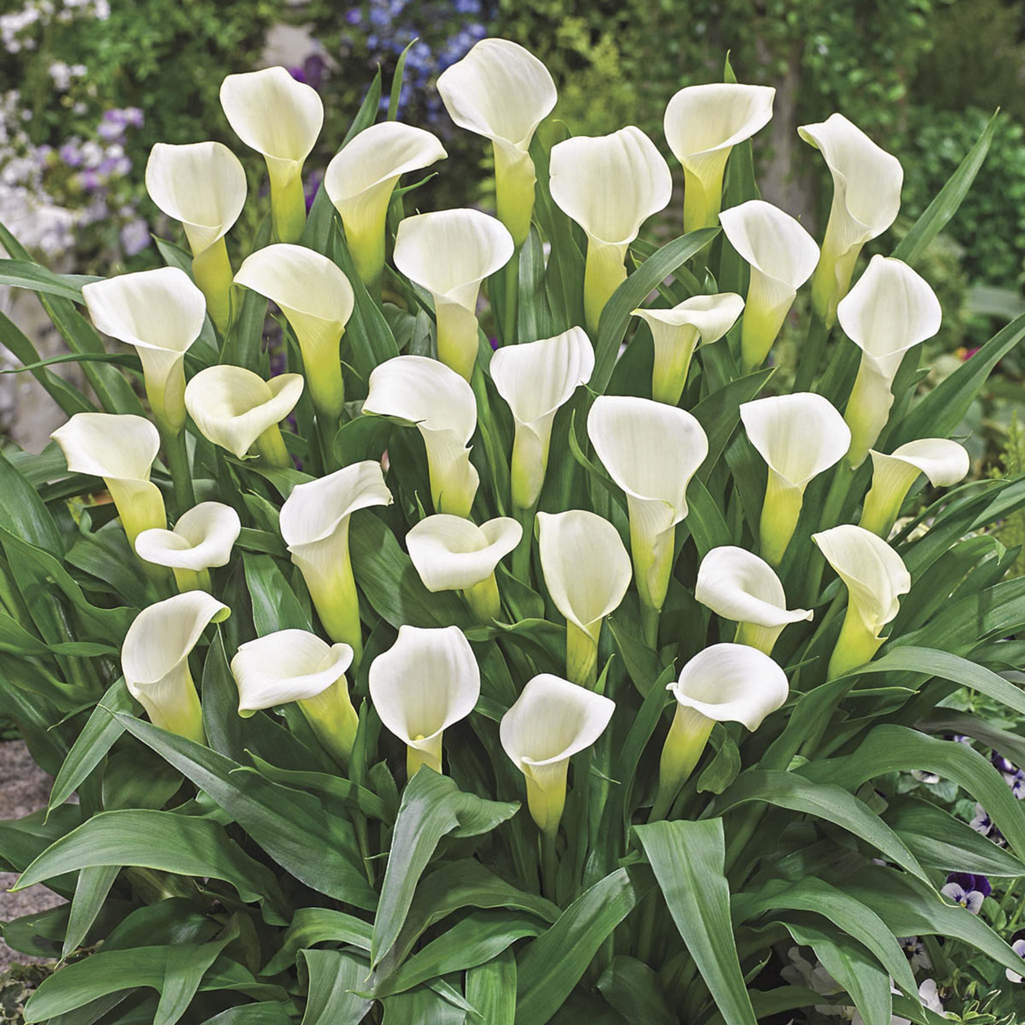 Intimate Ivory Calla Lily (Zantedeschia) Soğanları