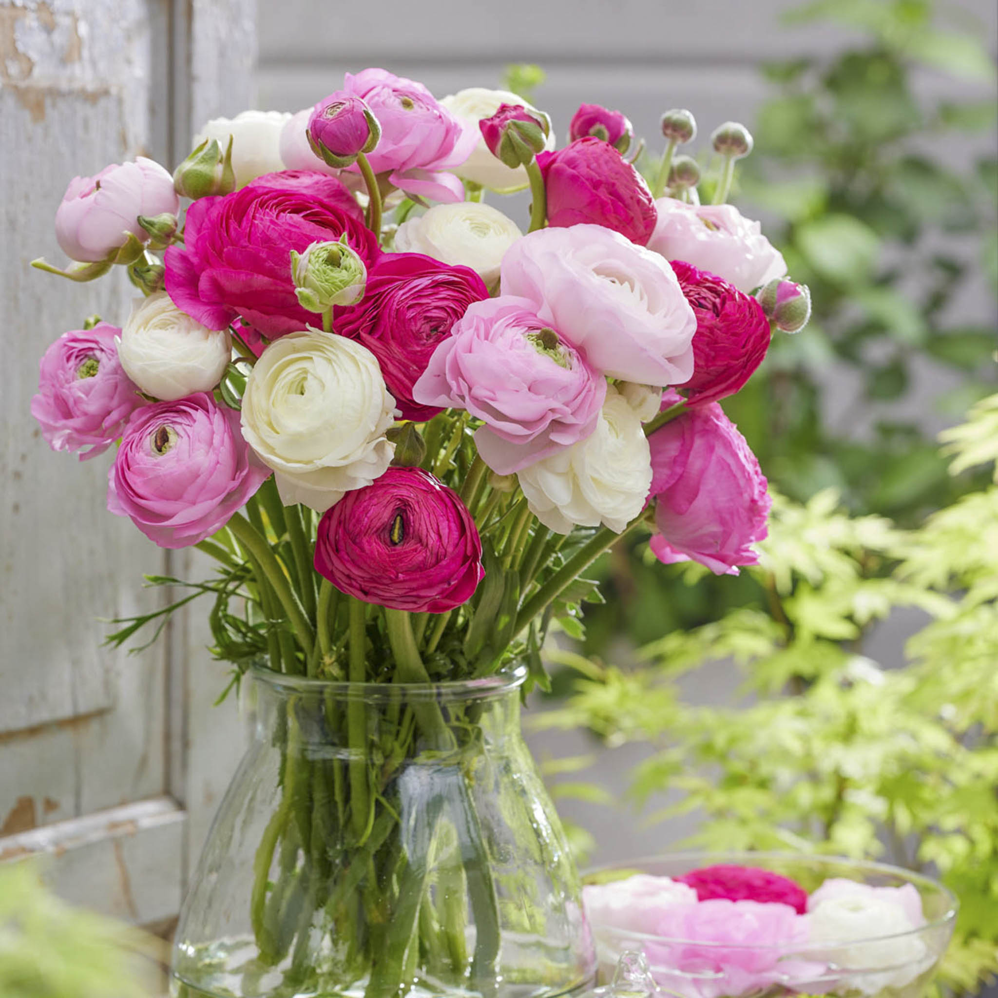 Ready For Romance Ranunculus (Düğün Çiçeği) Soğan Karışımı