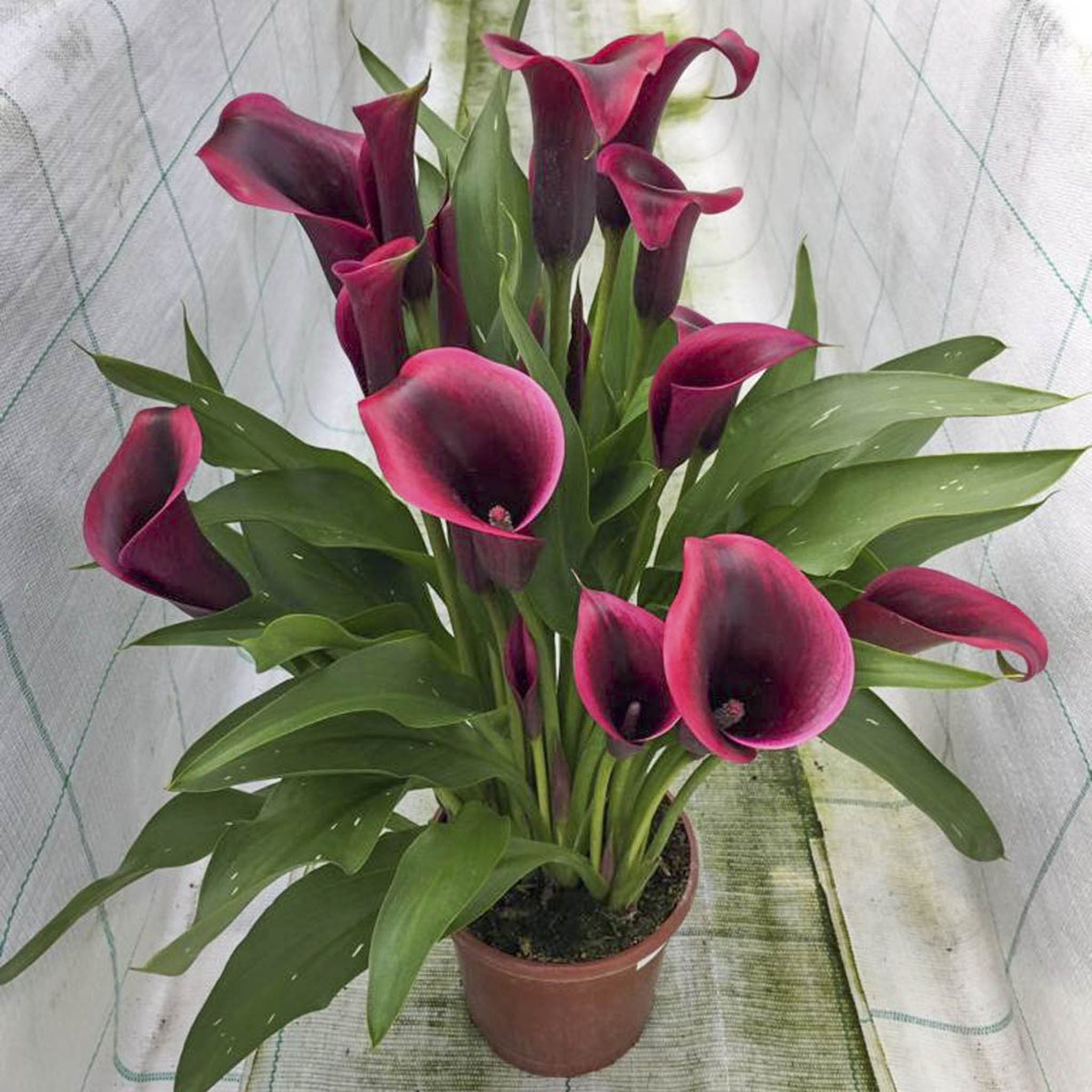 Dior Calla Lily (Zantedeschia) Soğanları
