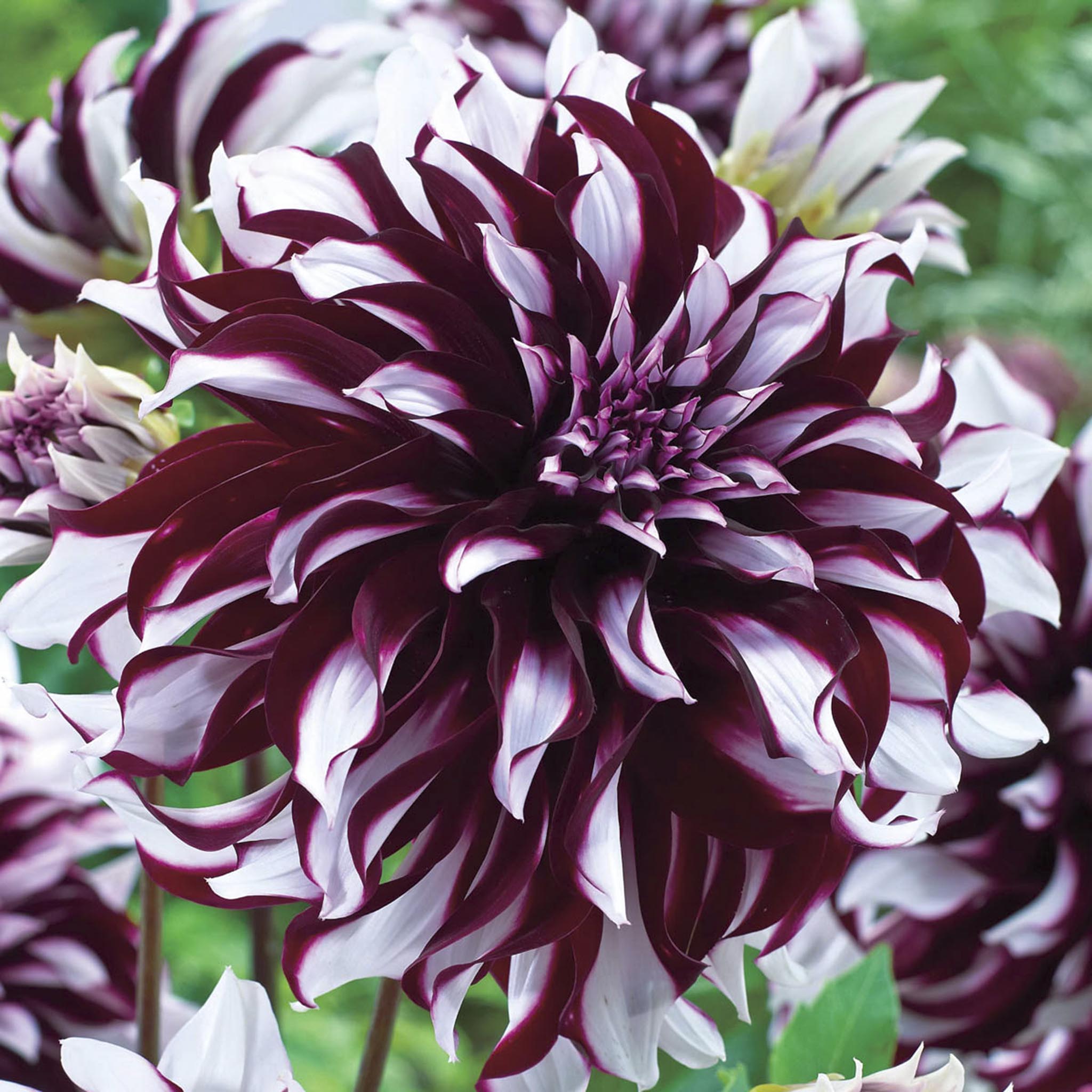 Tartan Yıldız Çiçeği (Dahlia)