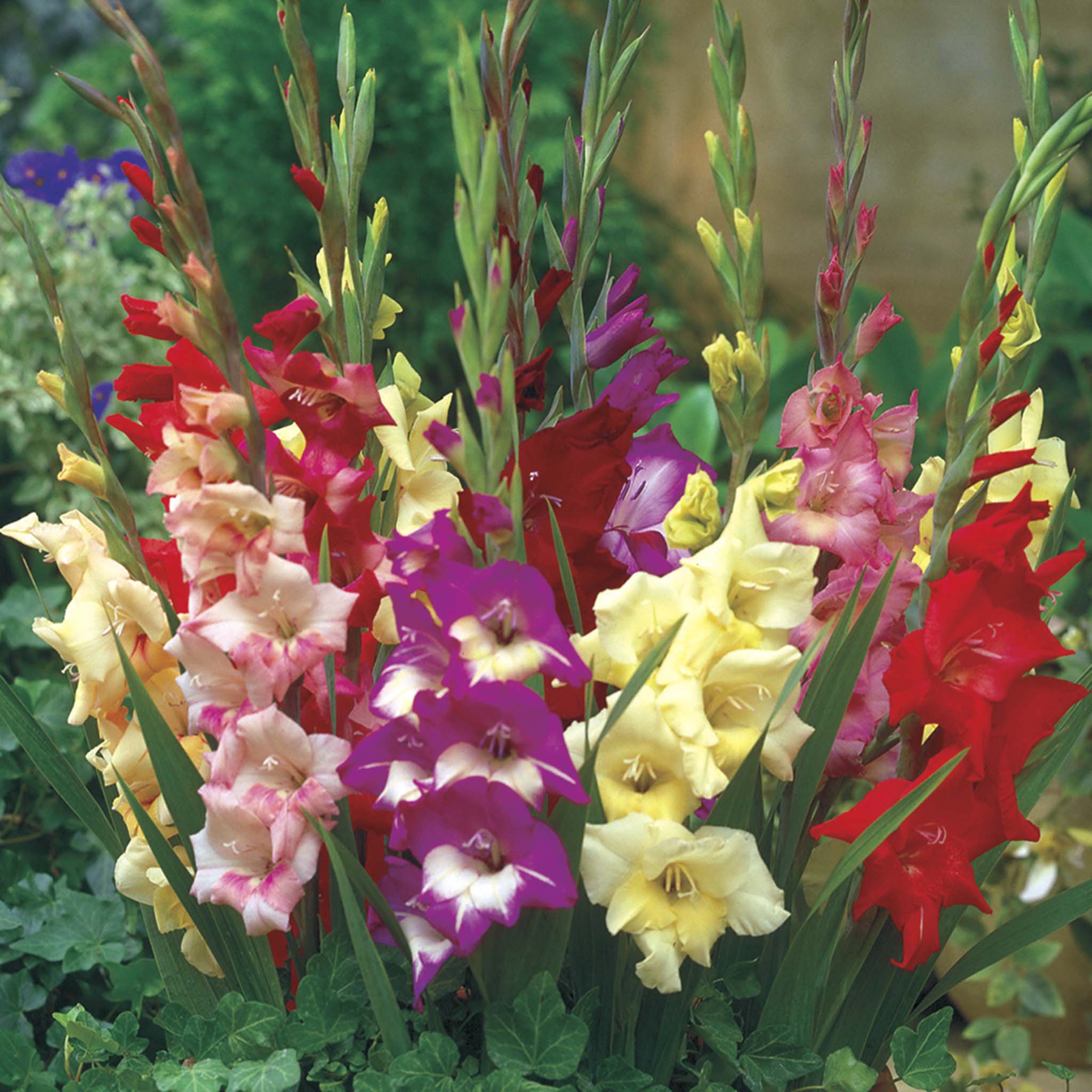 Glamini® Gladiolus (Glayöl) Soğan Karışımı
