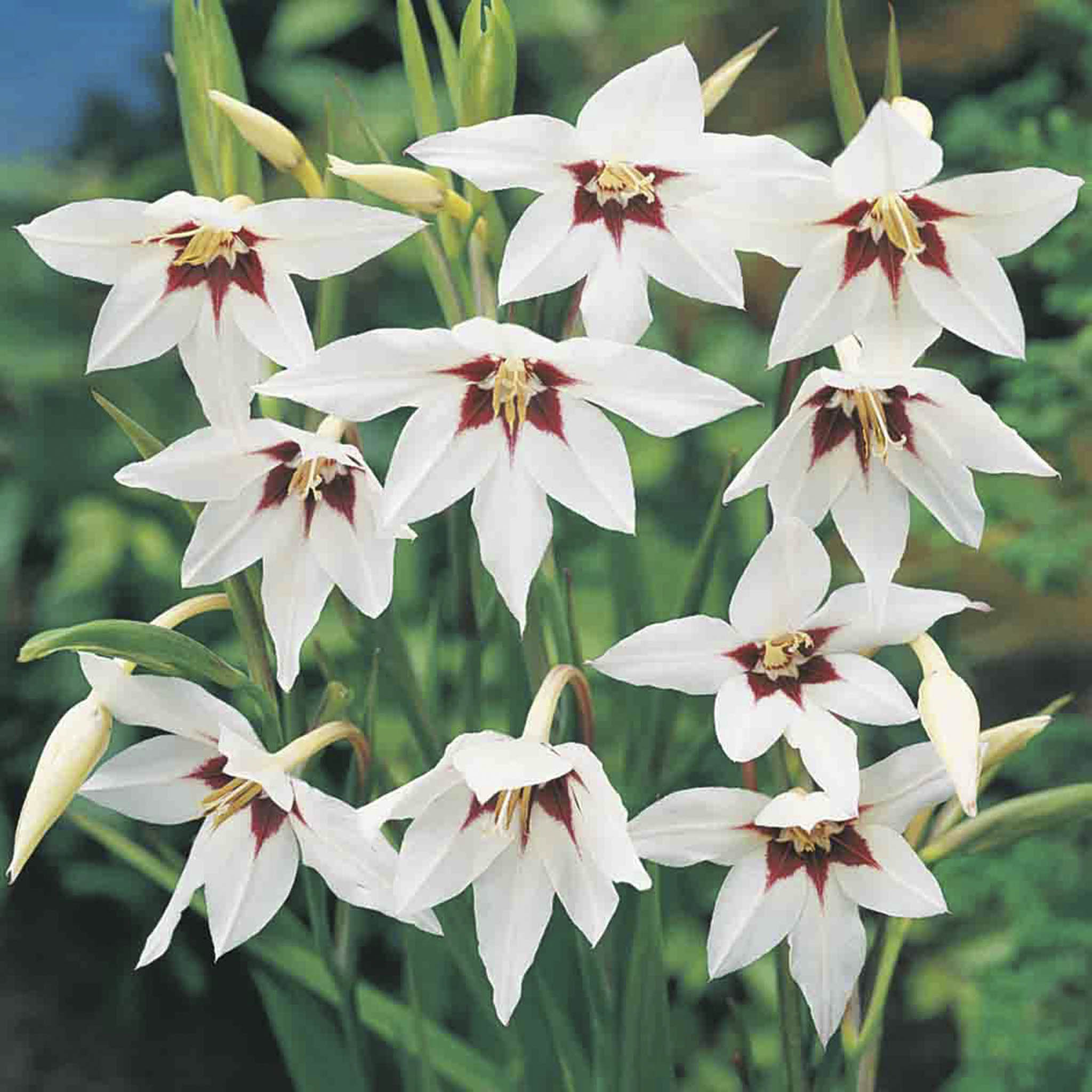 Peacock Orchid (Acidanthera murielae) Çiçek Soğanları