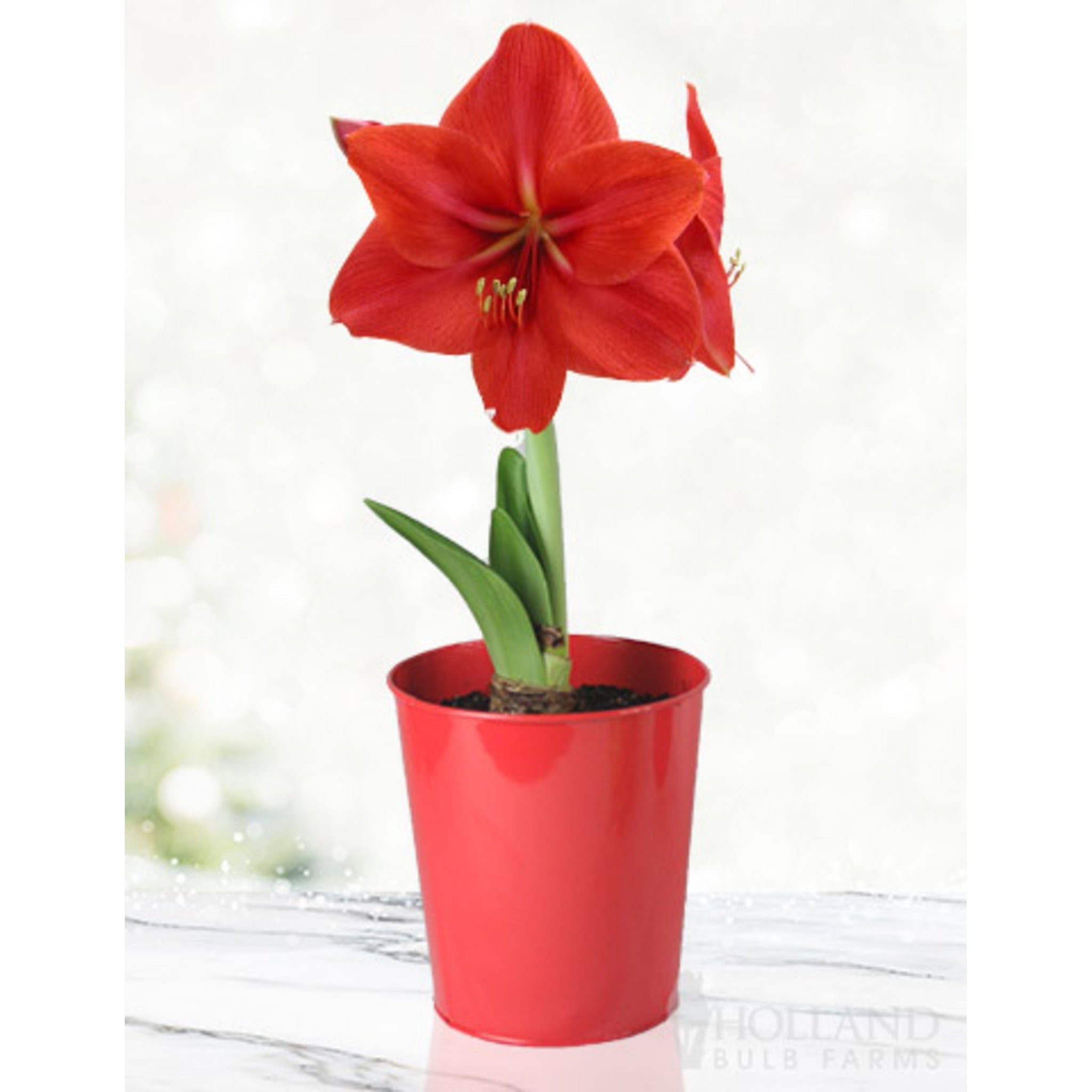 'Red Lion' Amaryllis Kiti