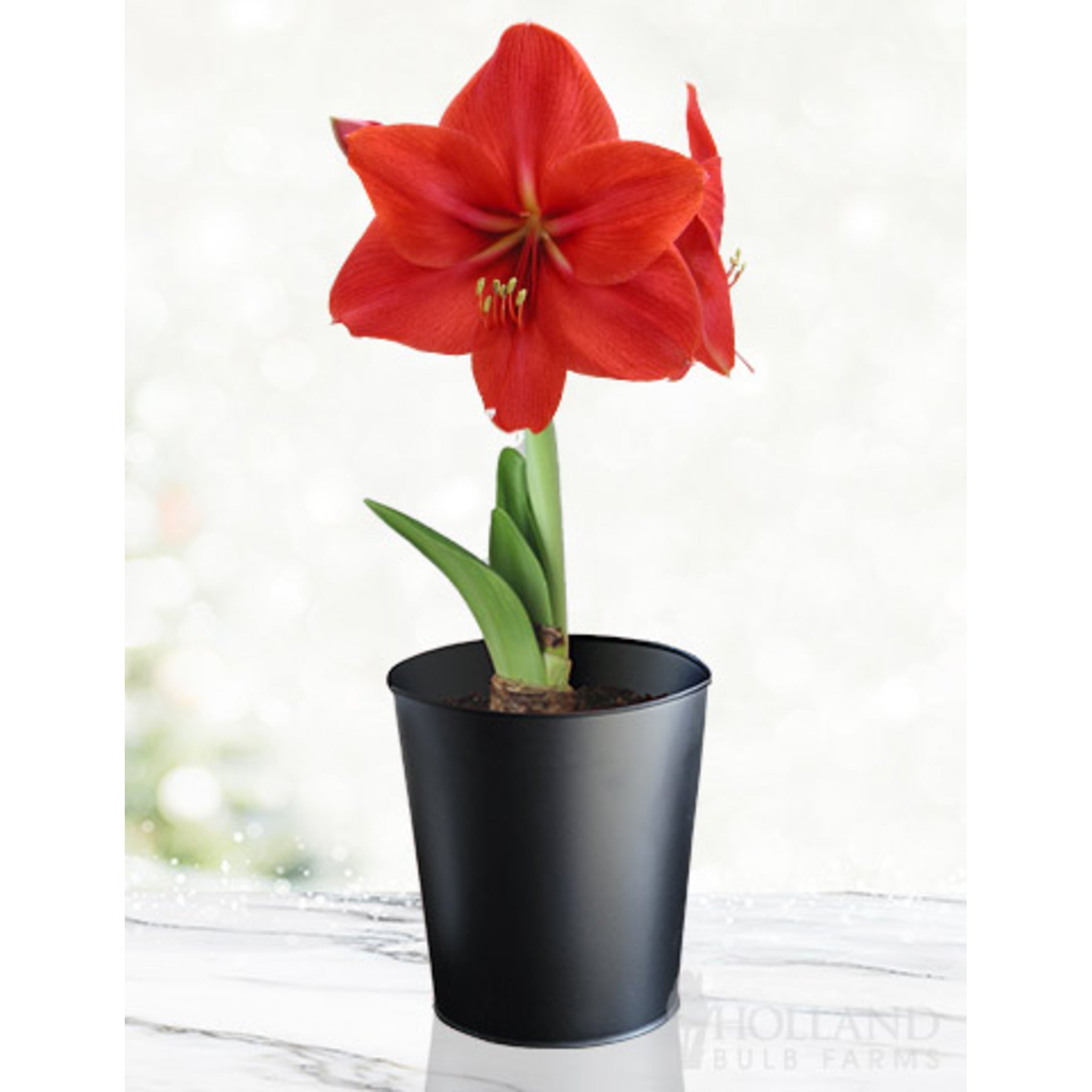 'Red Lion' Amaryllis Kiti