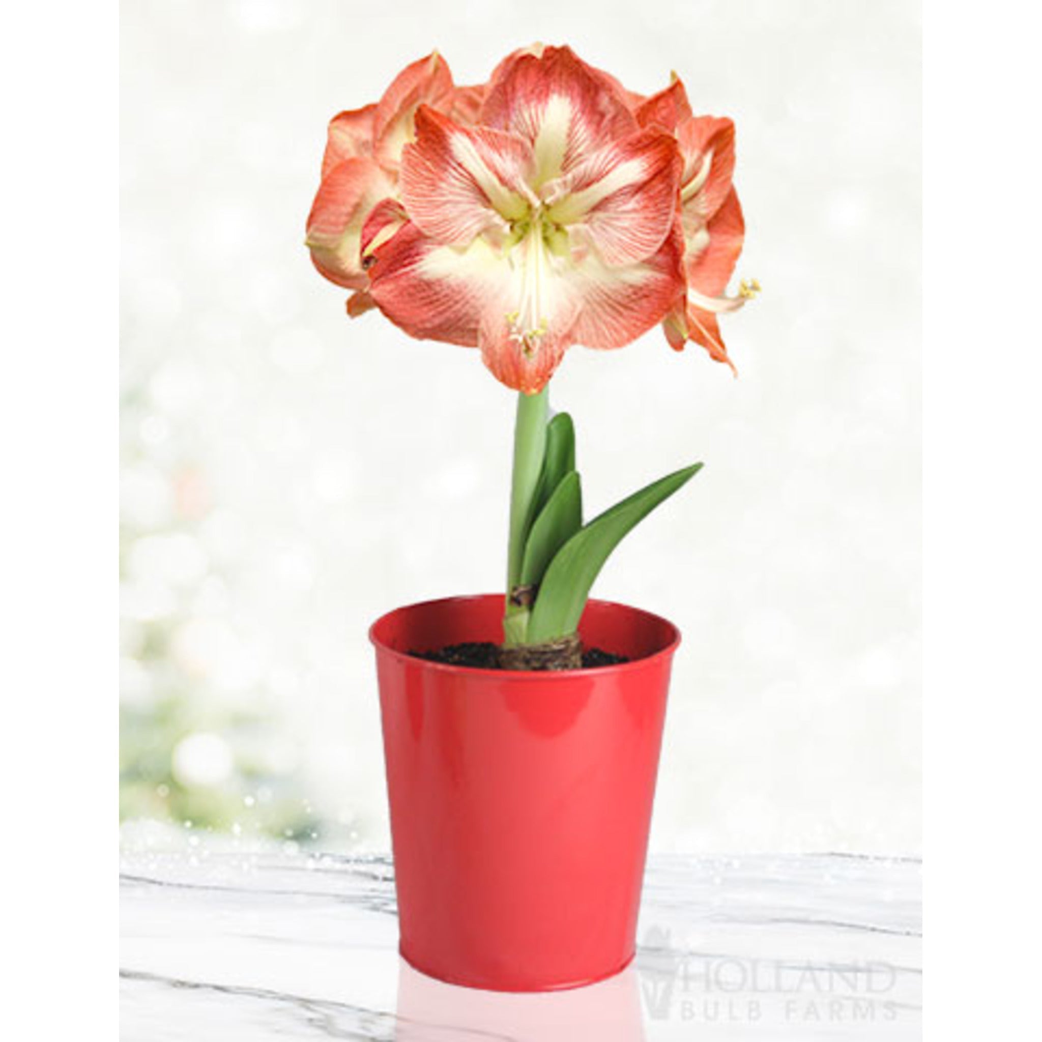 ‘Minerva’ Amaryllis Yetiştirme Kiti
