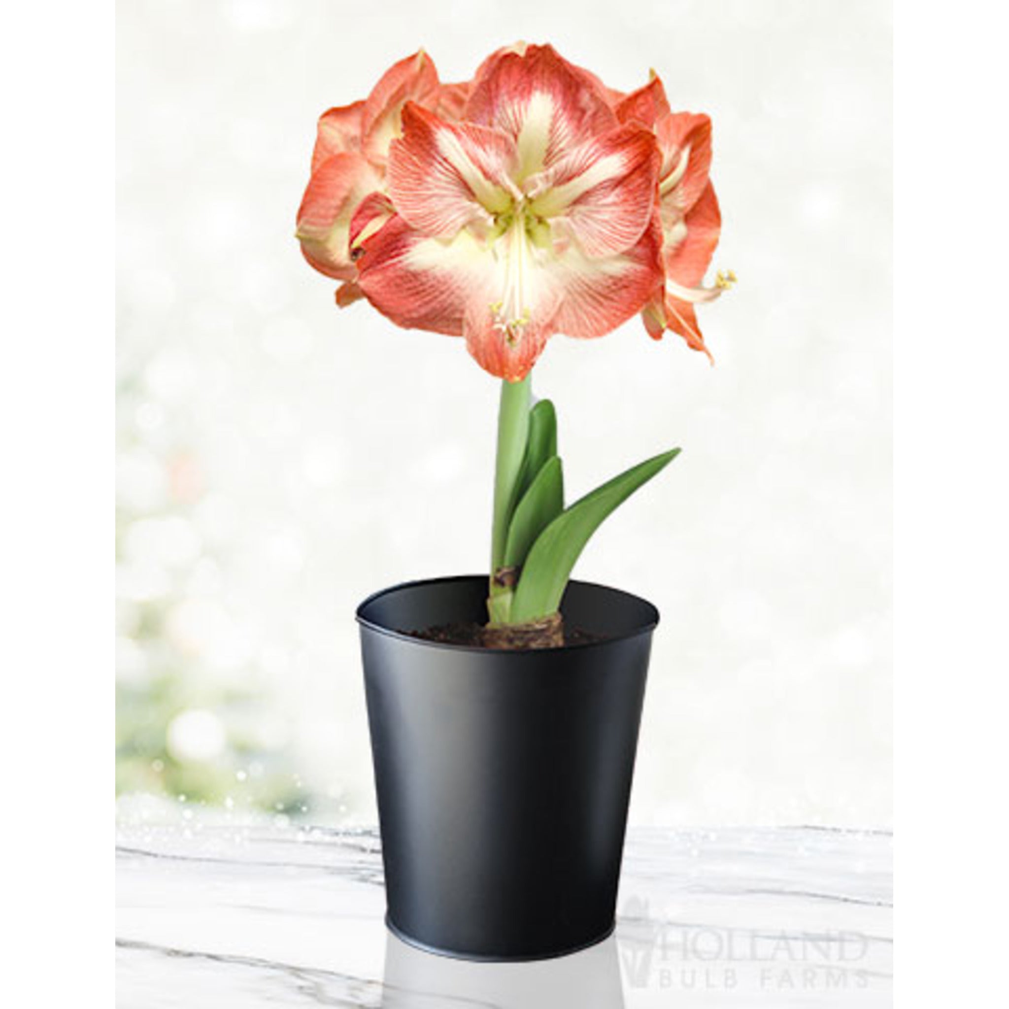 ‘Minerva’ Amaryllis Yetiştirme Kiti