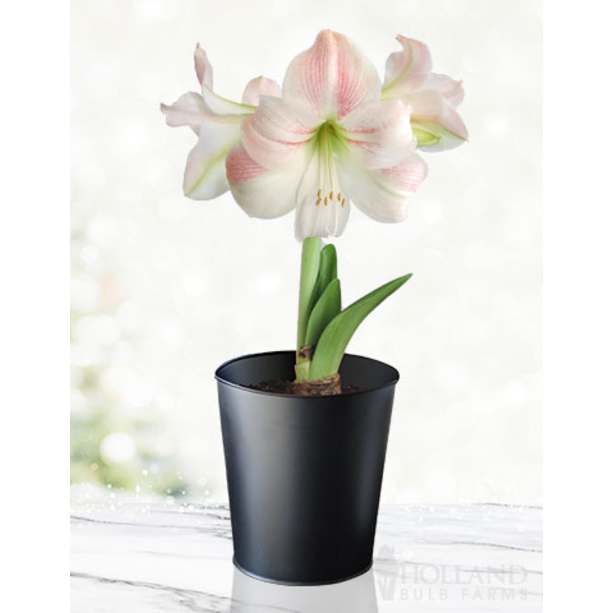 Charming Amaryllis Kiti