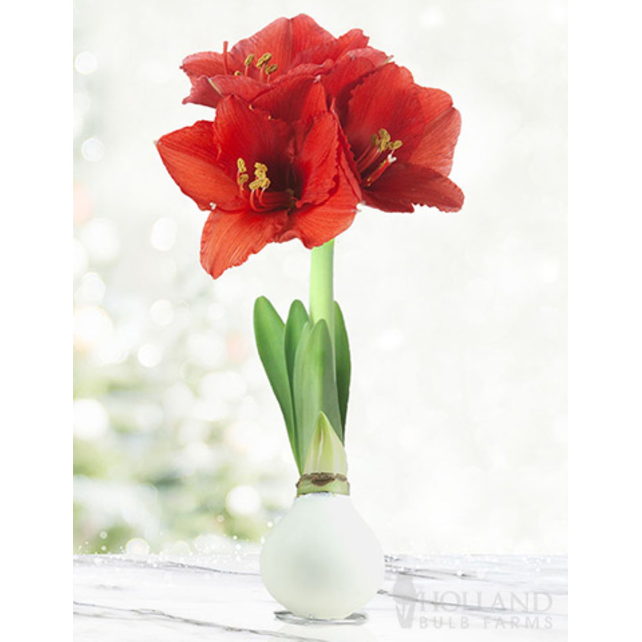 Waxed Amaryllis (Mumlu Amaryllis) Soğanı