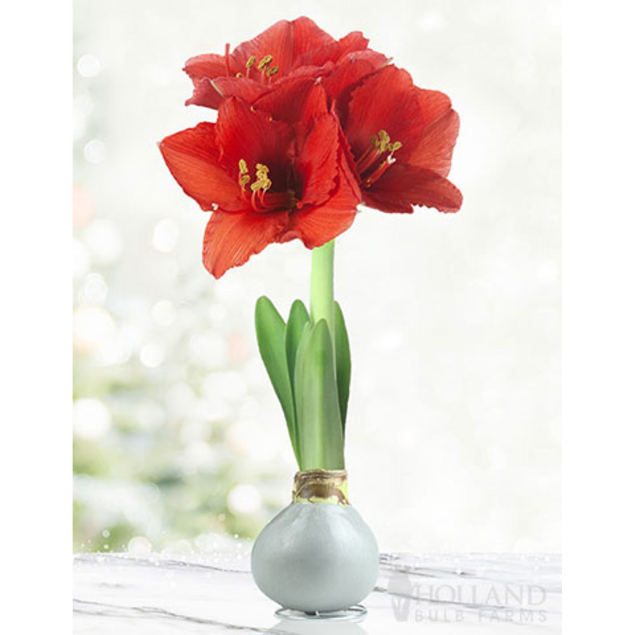 Waxed Amaryllis (Mumlu Amaryllis) Soğanı
