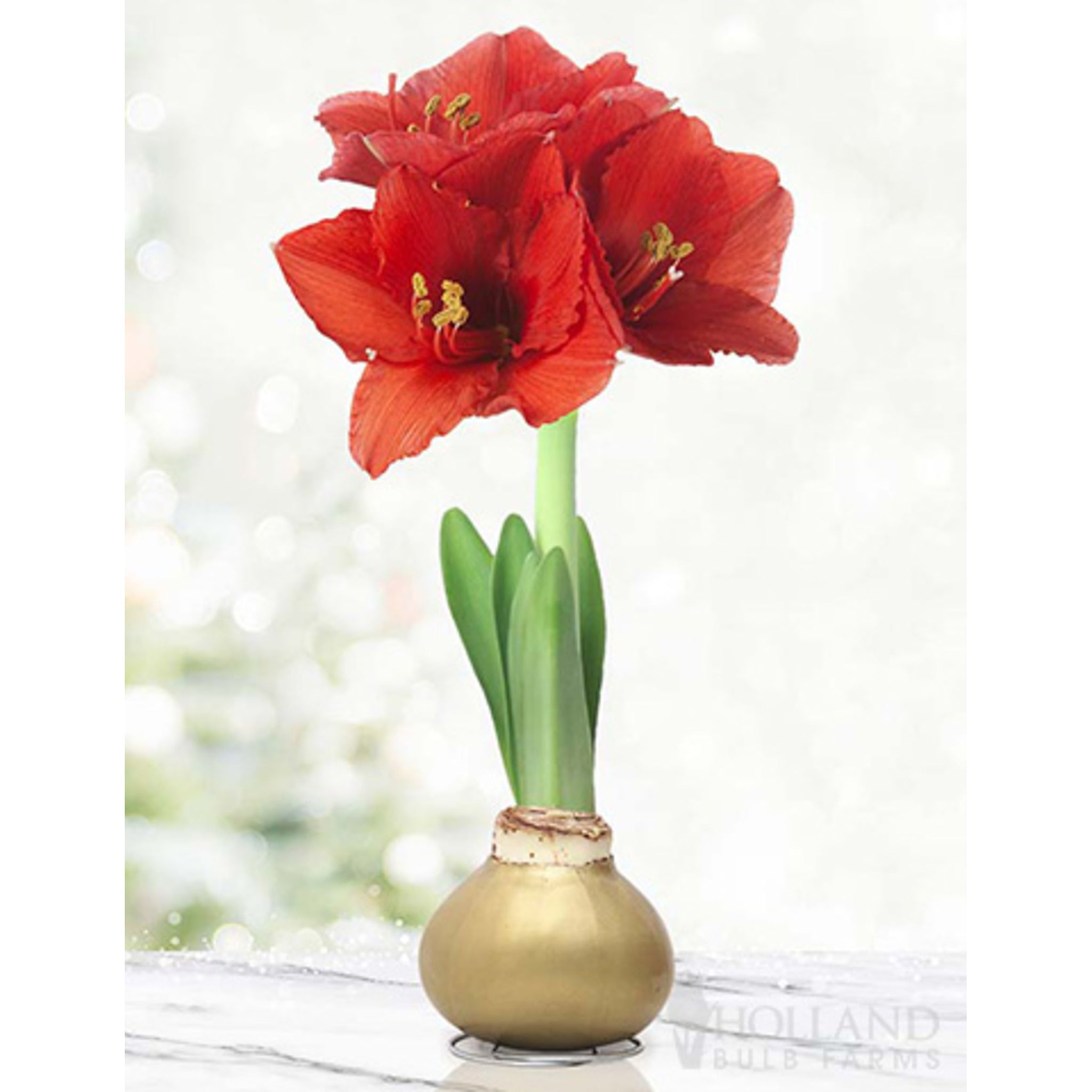 Waxed Amaryllis (Mumlu Amaryllis) Soğanı