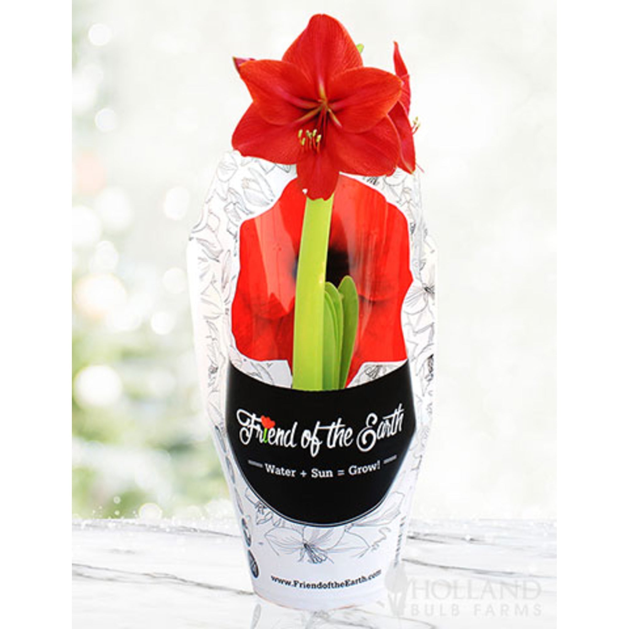 Saksılı 'Red Lion' Amaryllis