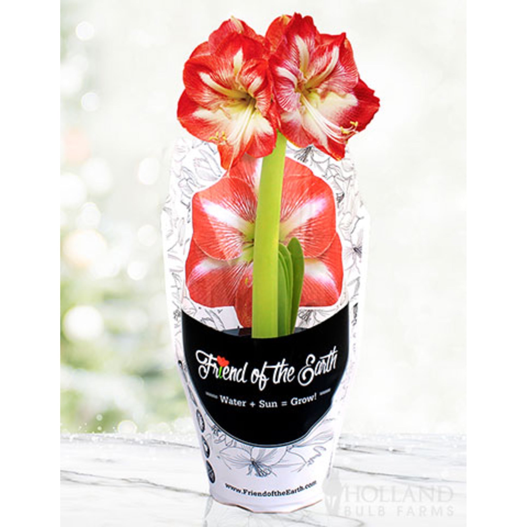 Saksılı 'Minerva' Amaryllis