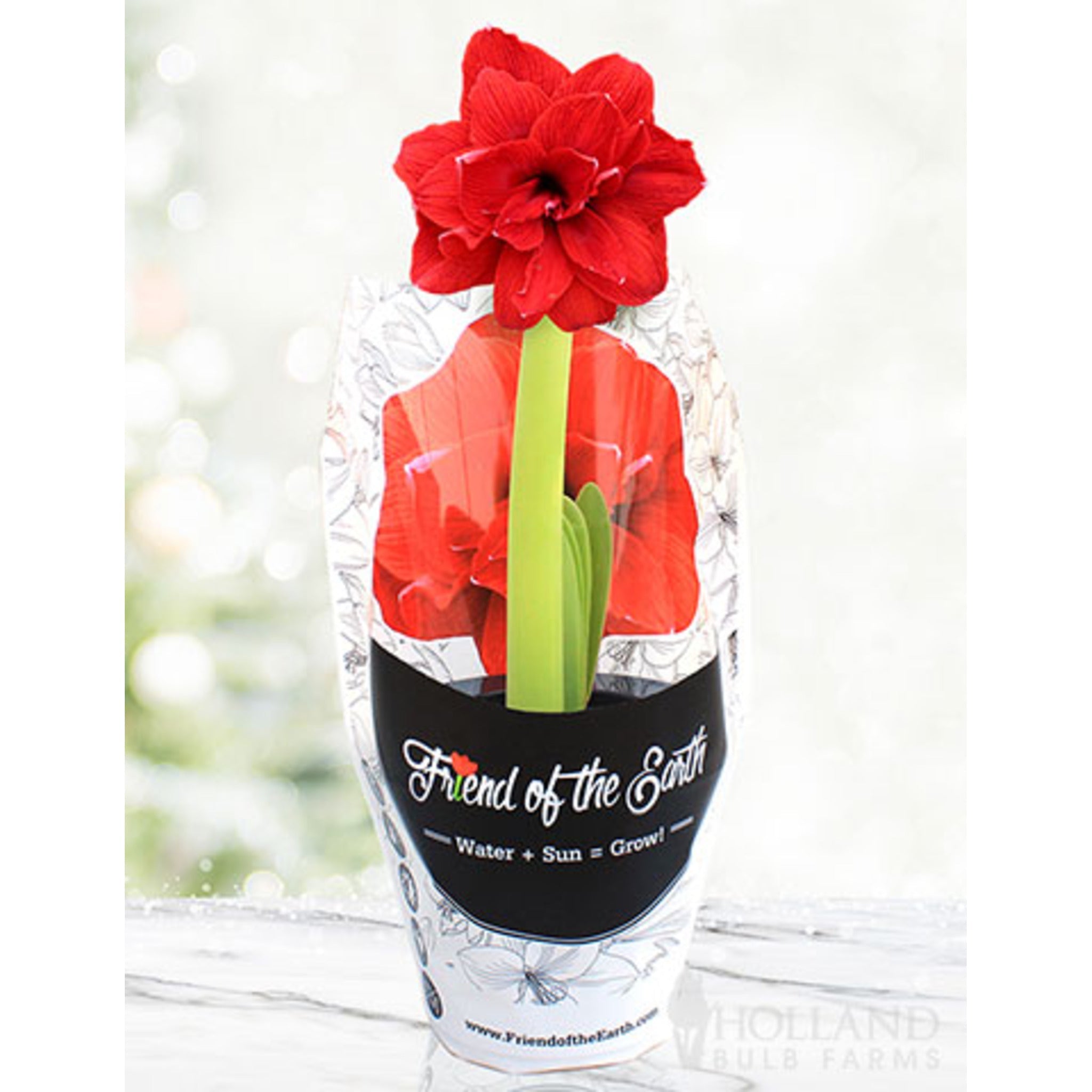 Saksılı 'Bingo' Amaryllis