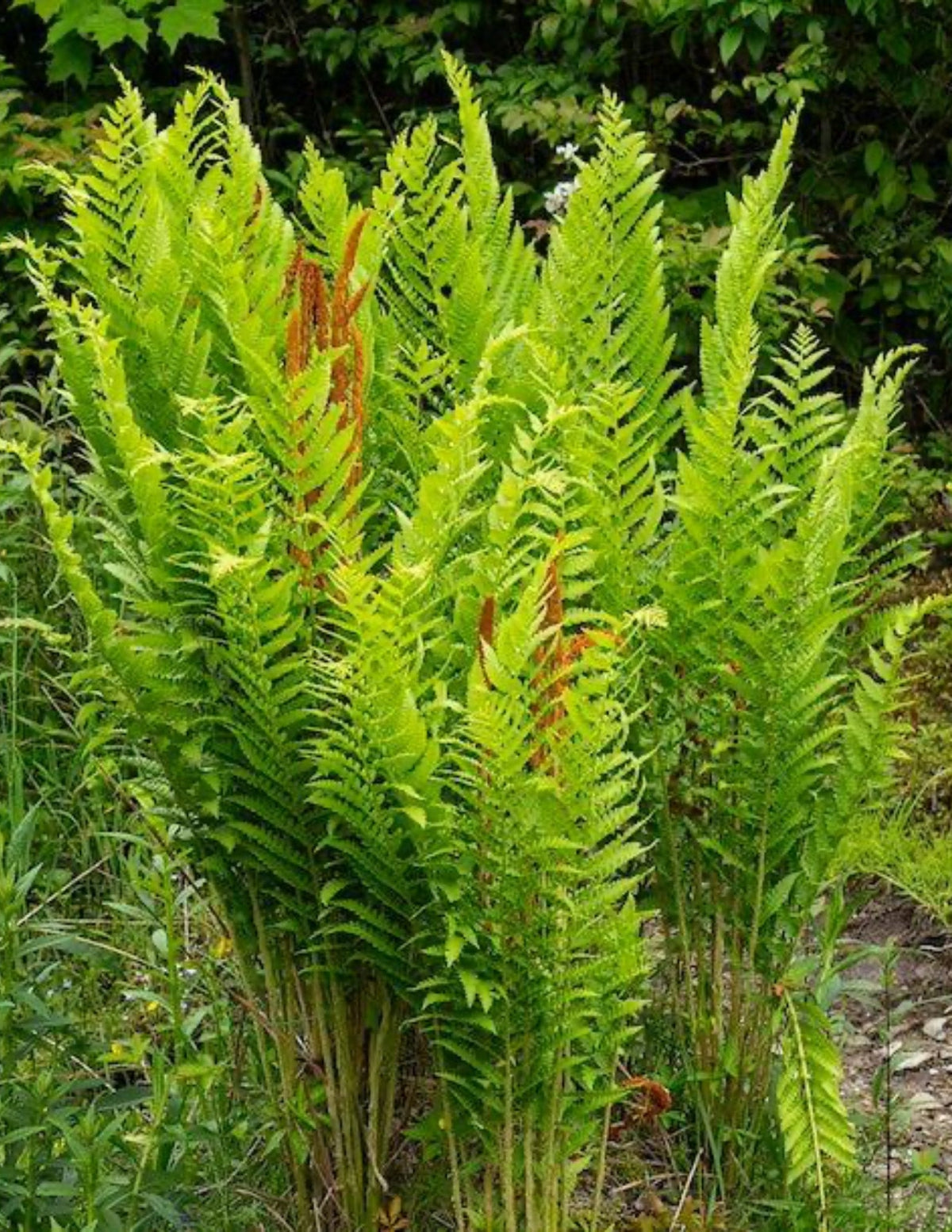 Tarçın Eğreltisi (Cinnamon Fern)