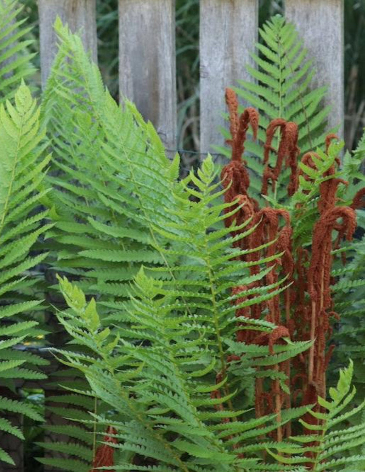 Tarçın Eğreltisi (Cinnamon Fern)