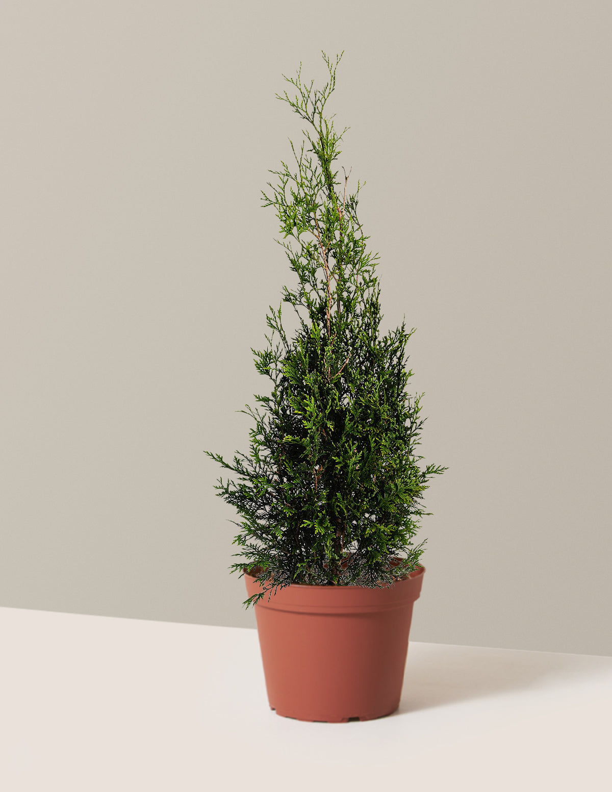 American Pillar Mazı (Thuja)