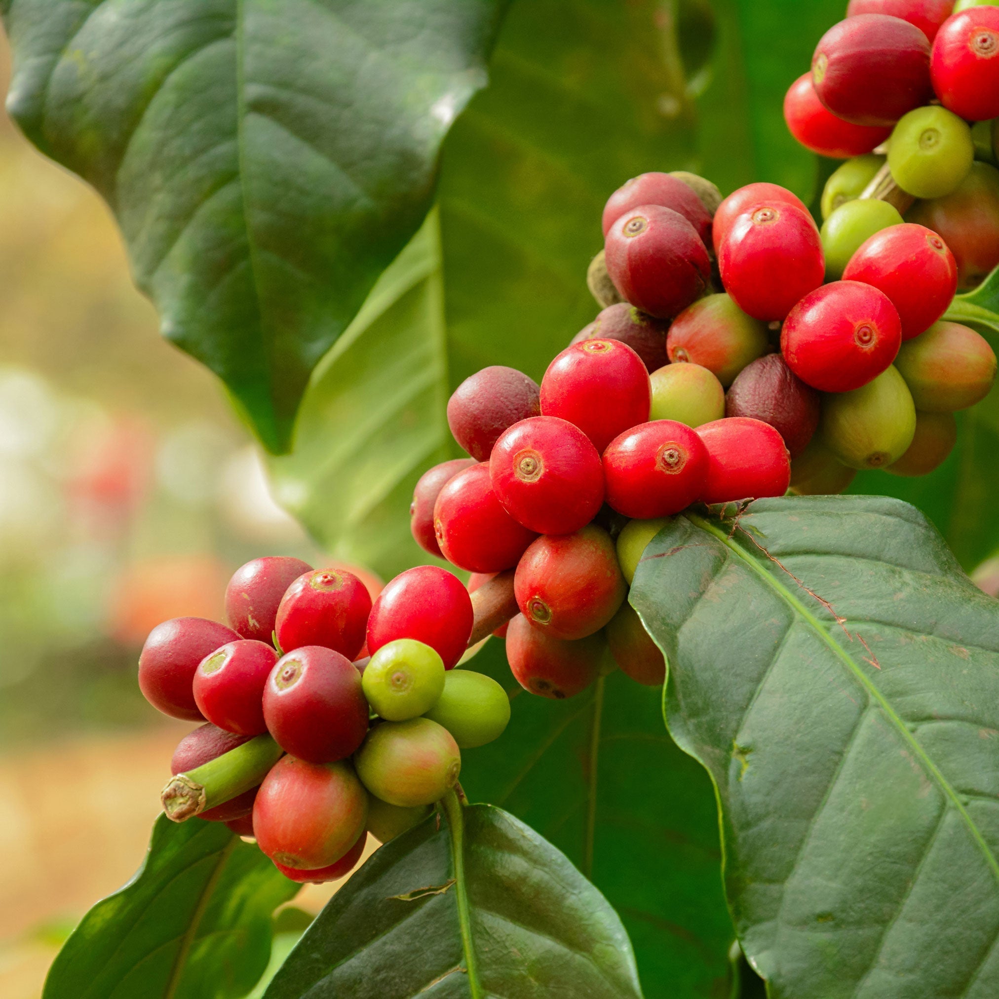 Arabica Kahve Bitkisi