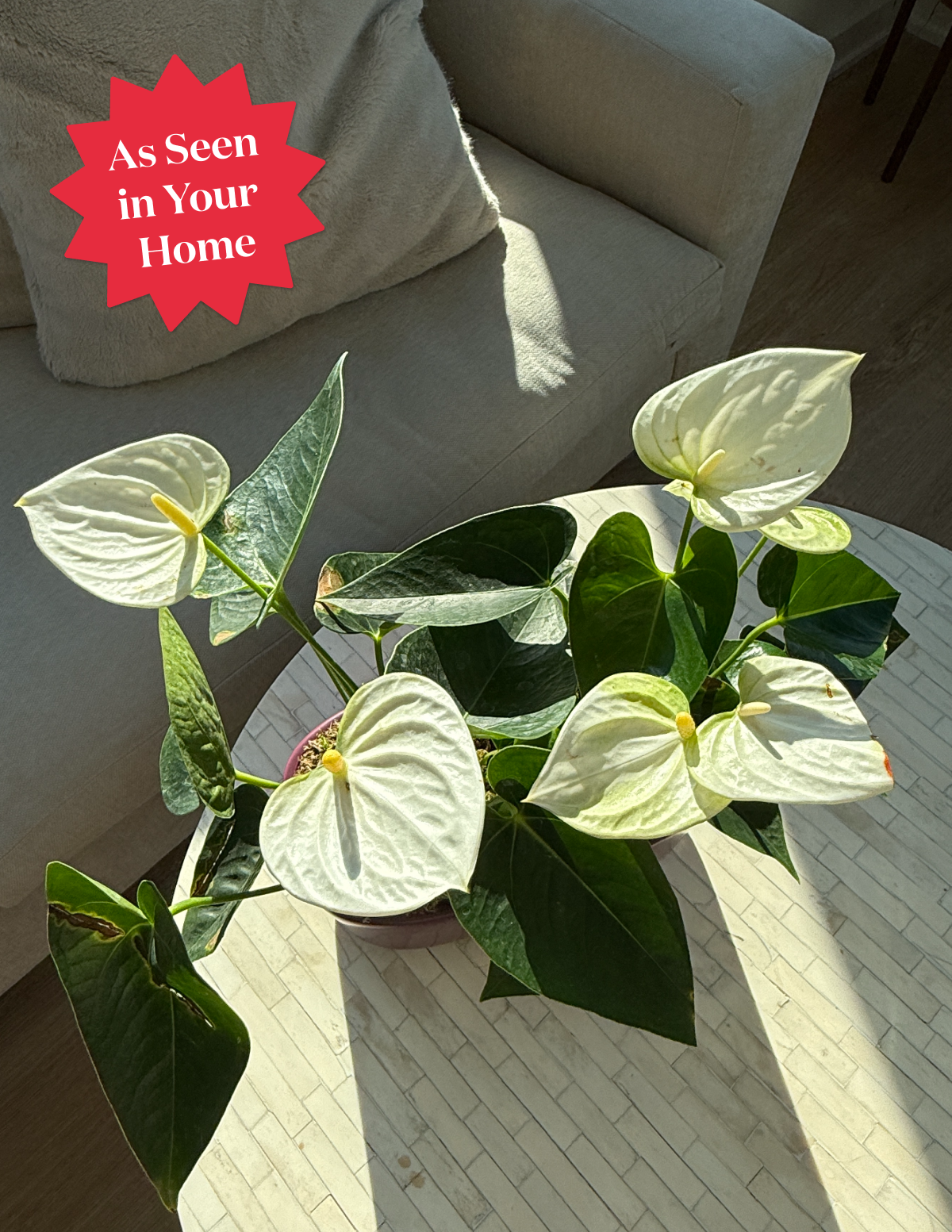 Büyük Boy İkili Anthurium