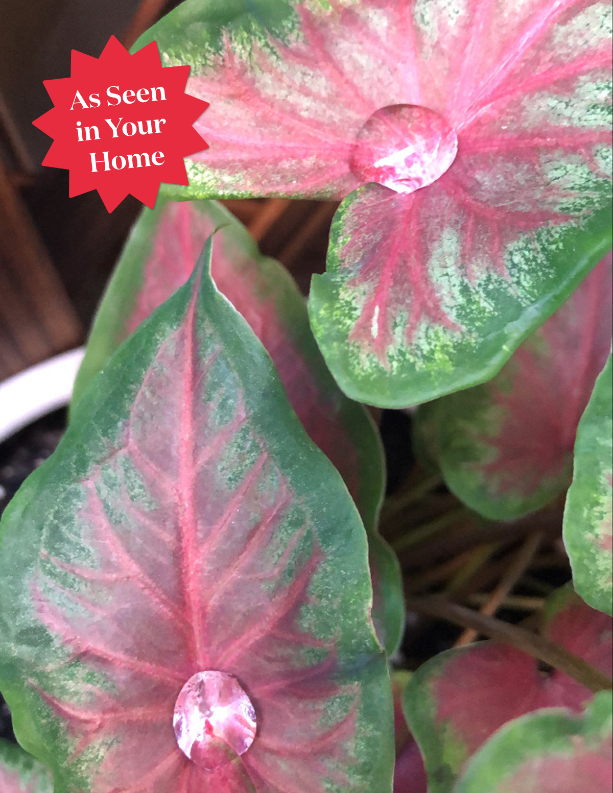 Caladium (Yıldız Çiçeği) Soğan Karışımı