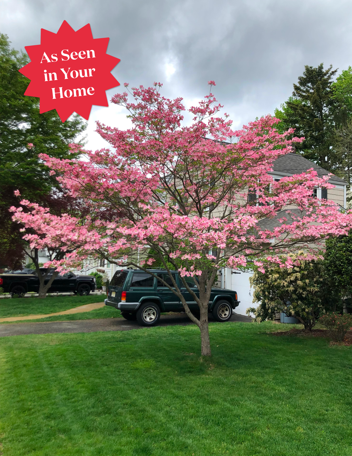 Cherokee Brave Pembe Çiçekli Kızılcık (Dogwood)