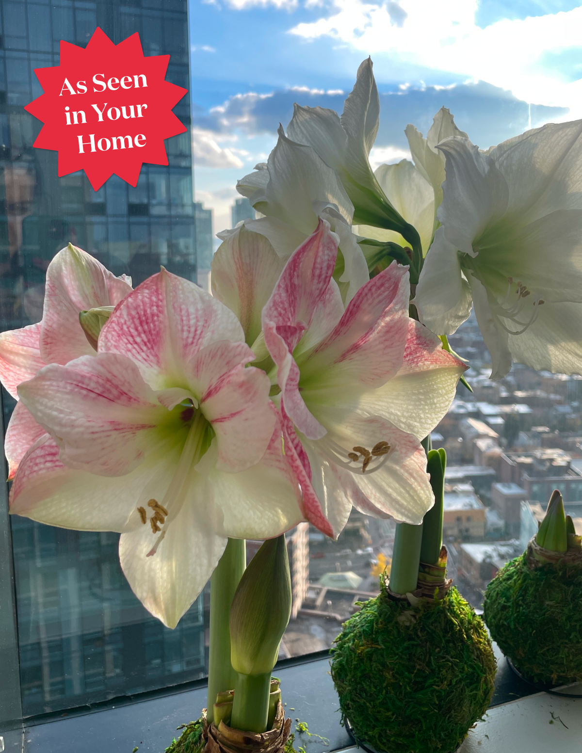 Mum Kaplı Amaryllis Soğanı