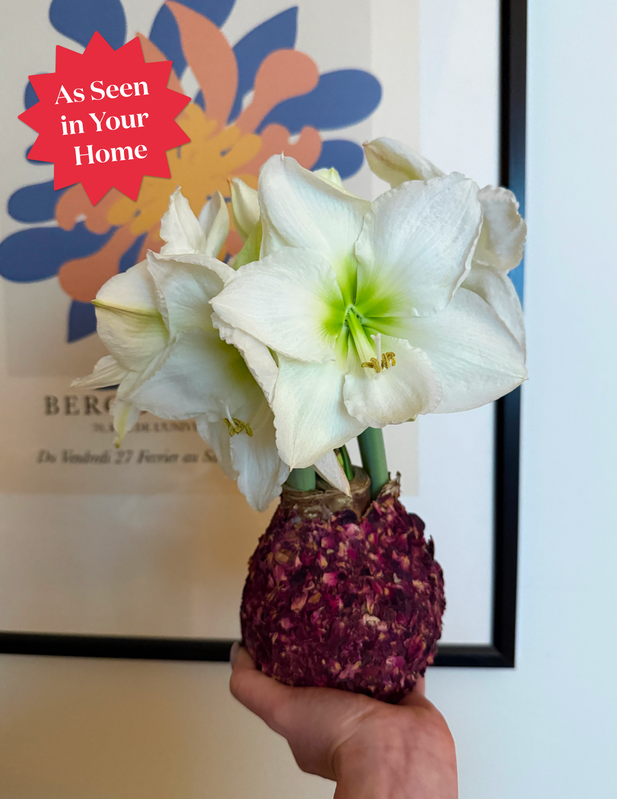 Mum Kaplı Amaryllis Soğanı