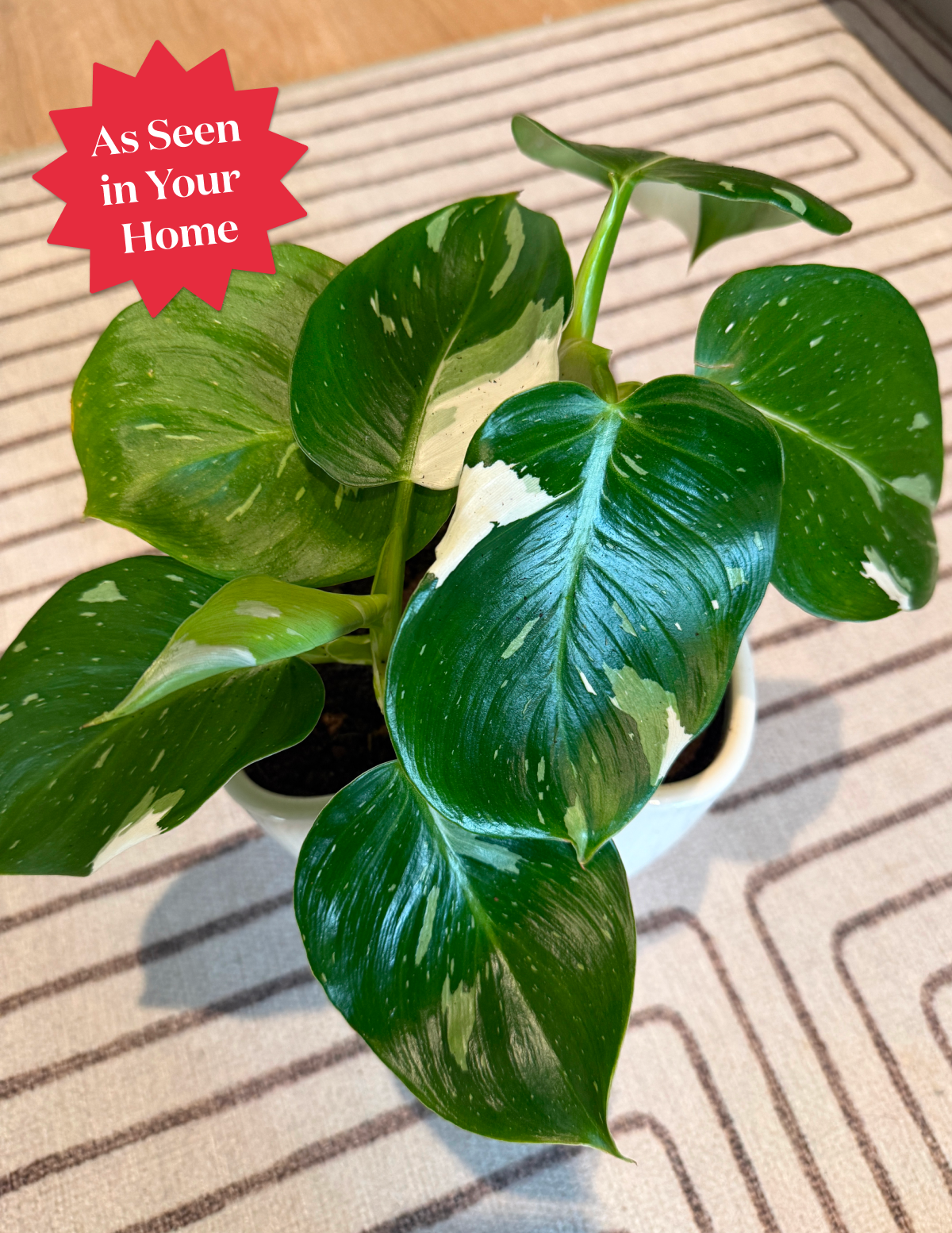 Philodendron White Wizard