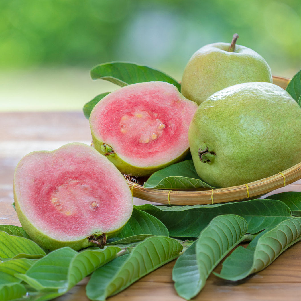 Ruby Supreme Guava Ağacı