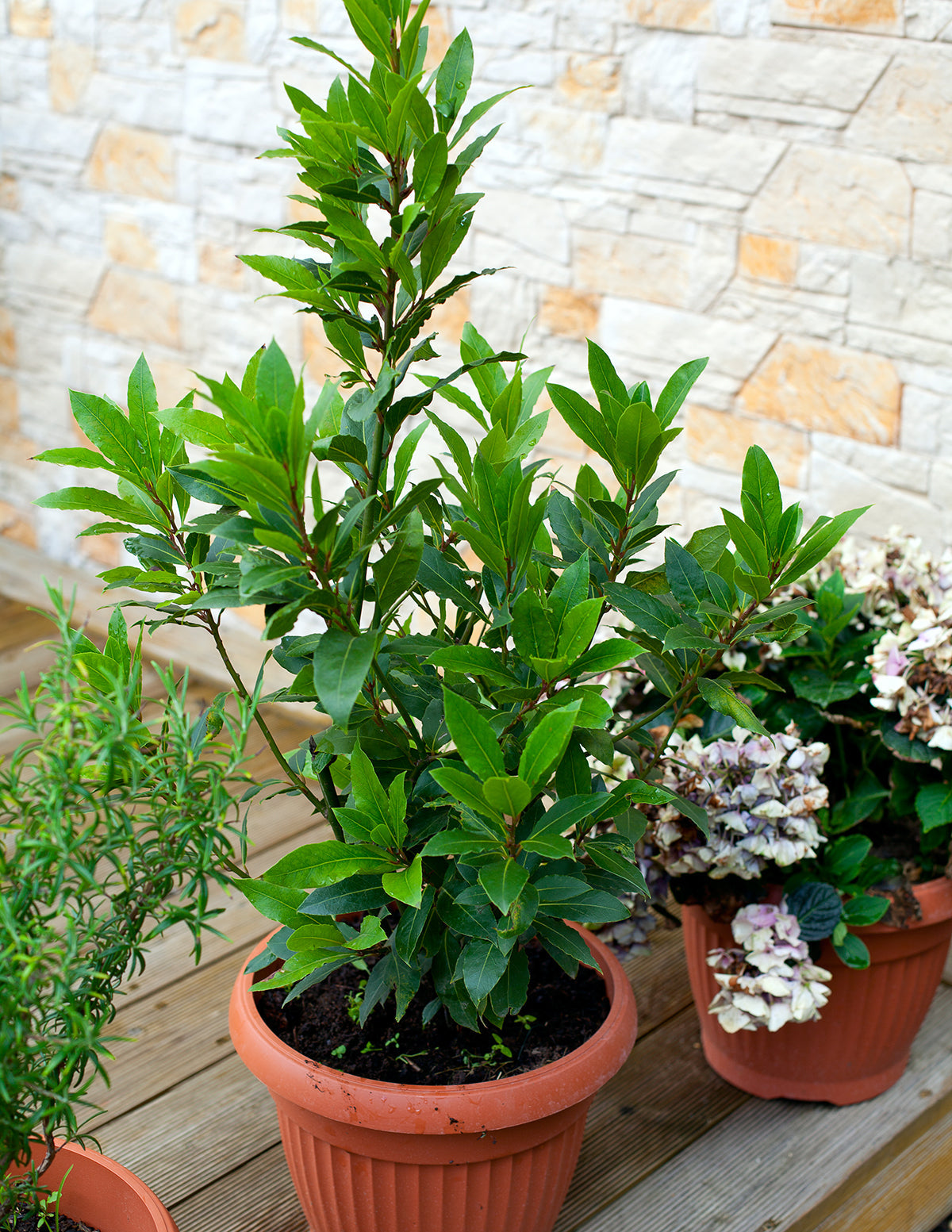 Defne Ağacı (Bay Laurel)