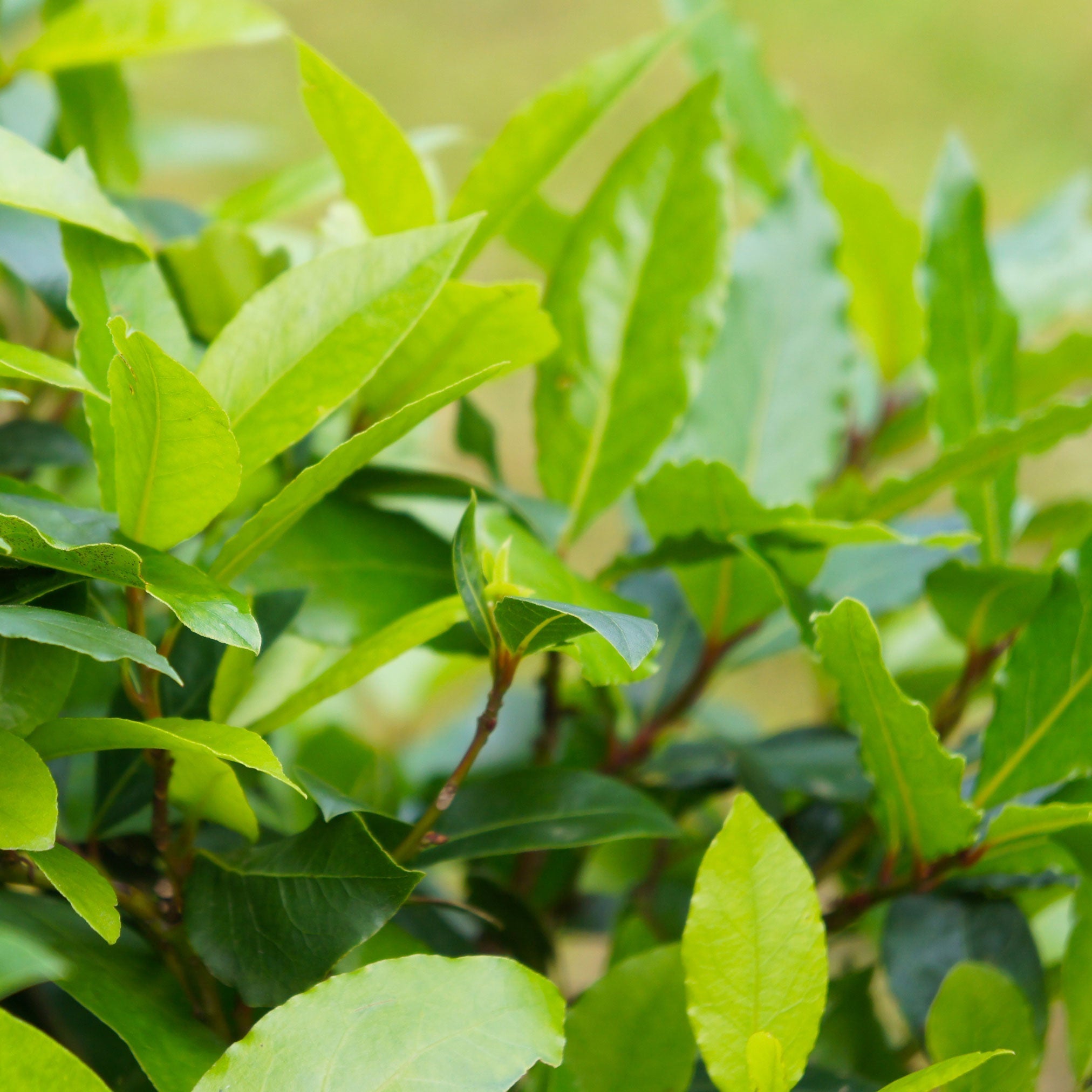 Defne Ağacı (Bay Laurel)